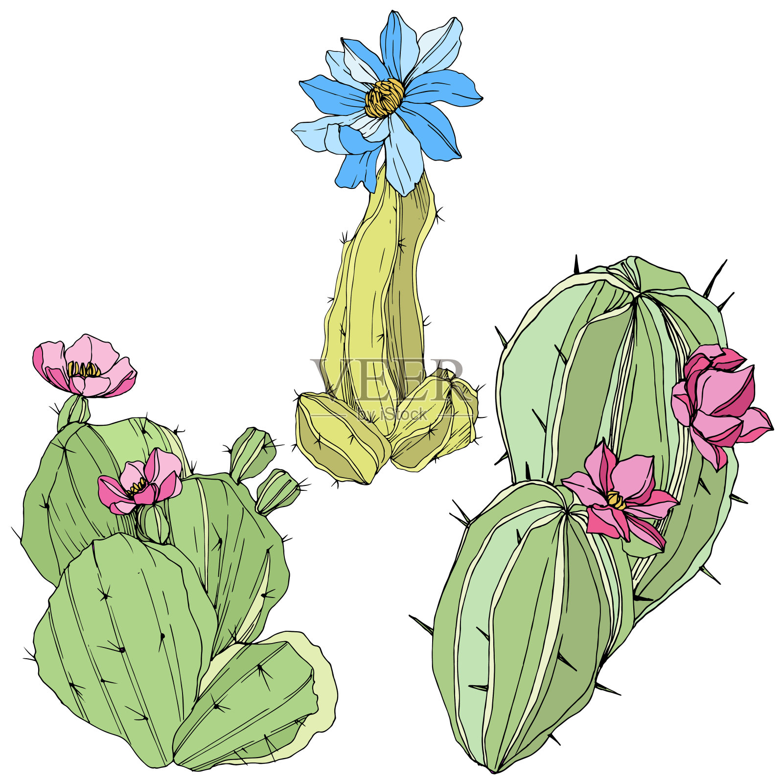矢仙人掌花植物花。青、蓝雕刻水墨艺术。孤立的仙人掌插图元素。设计元素图片