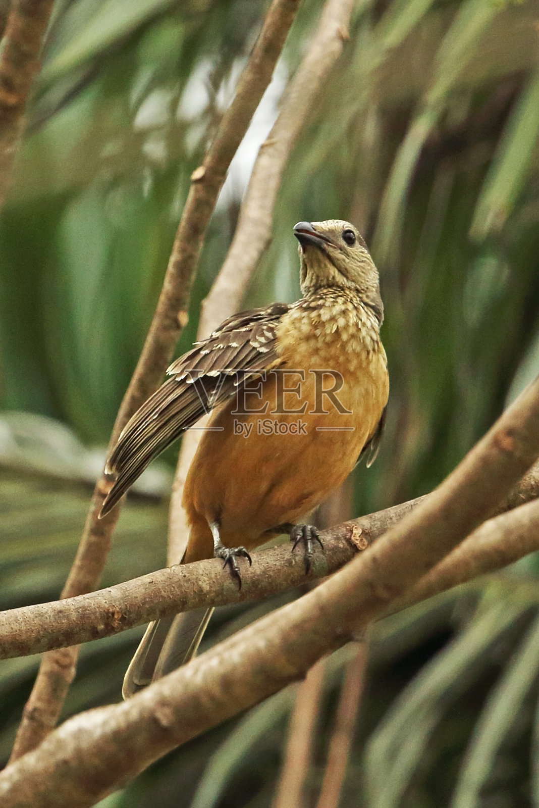Fawn-breasted园丁鸟照片摄影图片