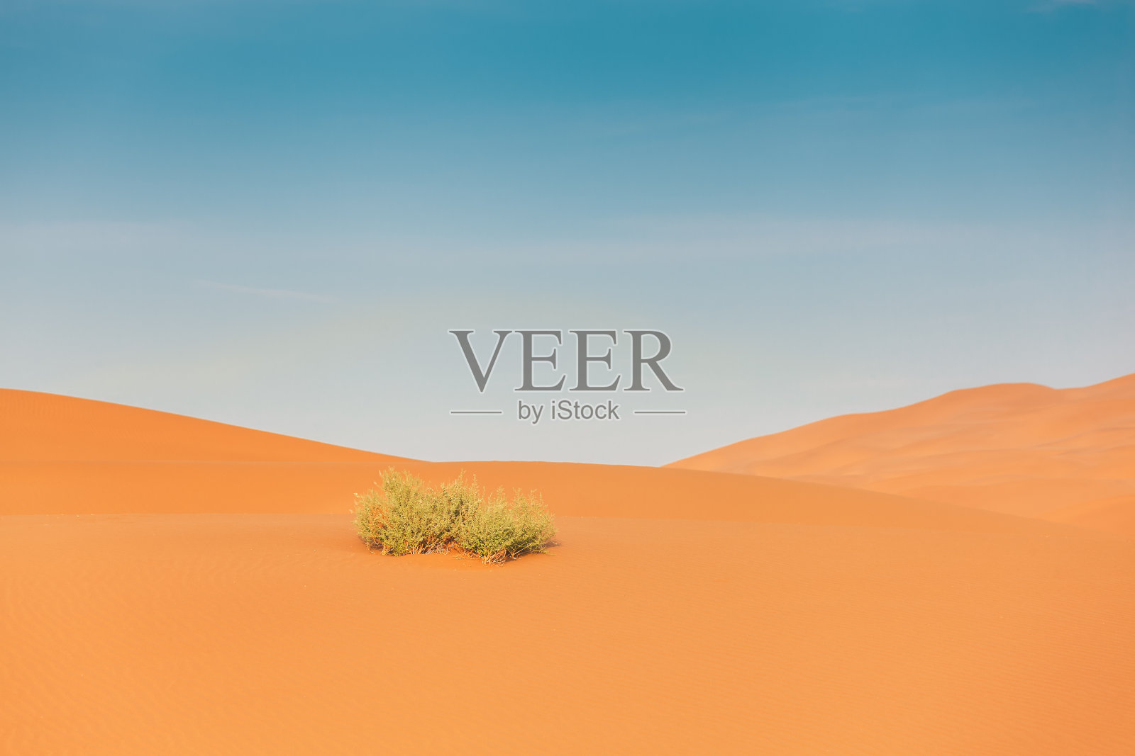 植物在沙漠照片摄影图片