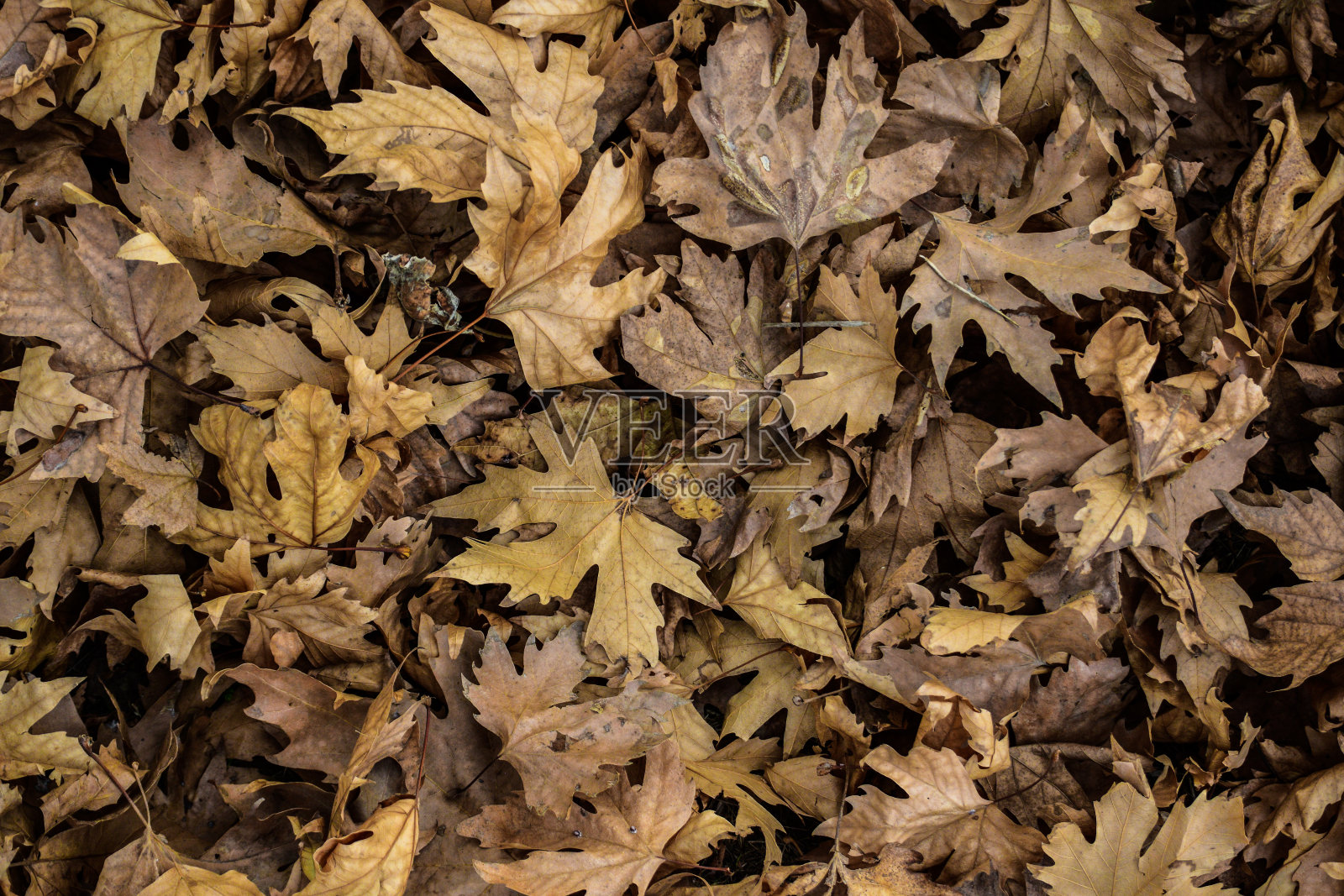 秋天的秋天照片摄影图片