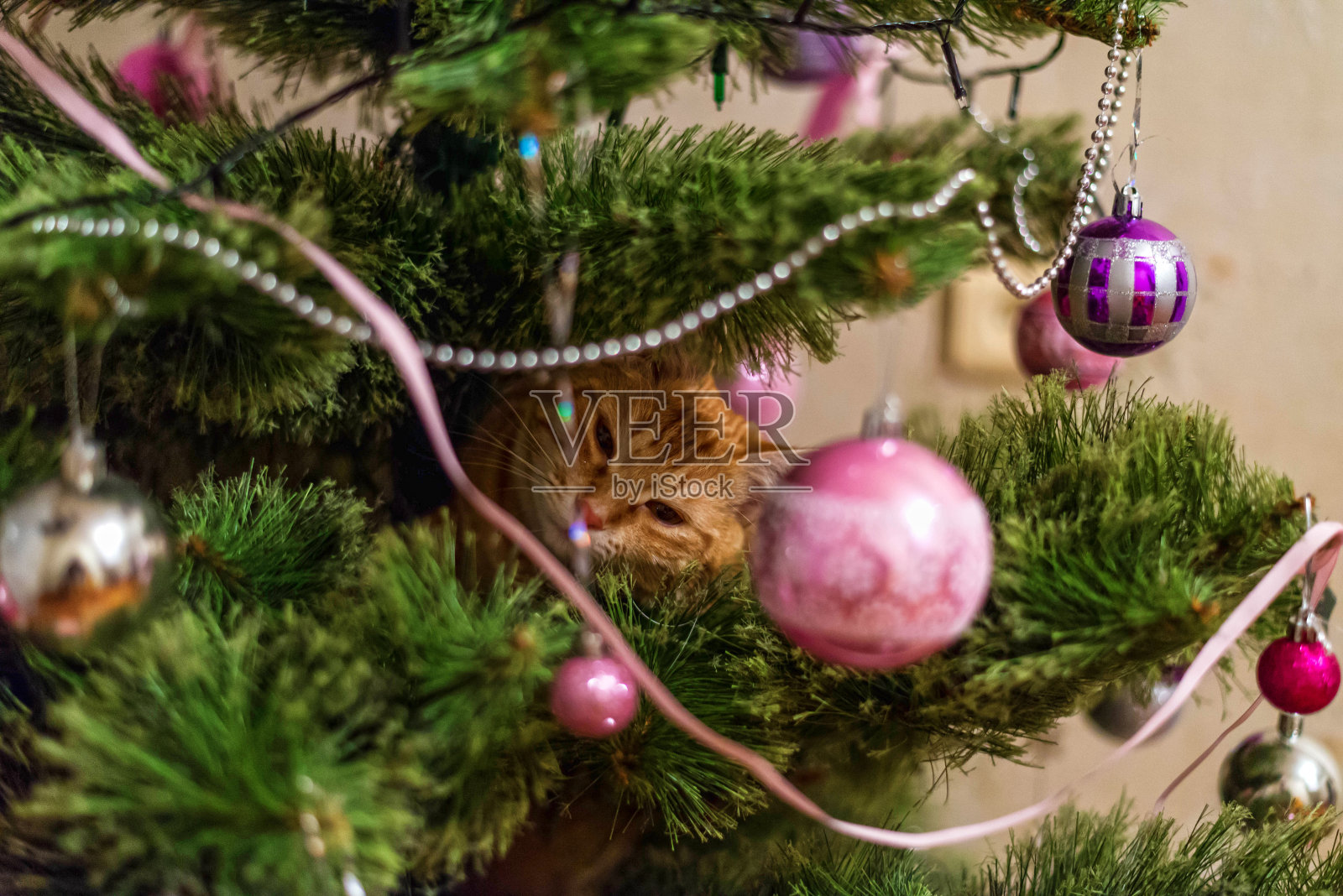 可爱的红毛小猫在圣诞树上玩耍，圣诞的背景。照片摄影图片