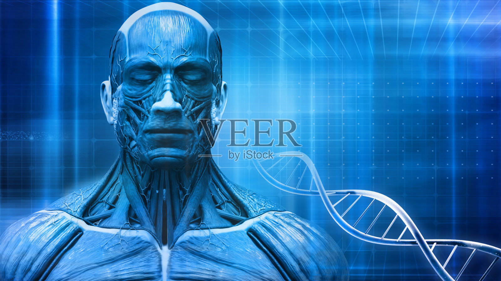 人体解剖学-蓝色医学背景与dna符号-肌肉结构，3d渲染照片摄影图片