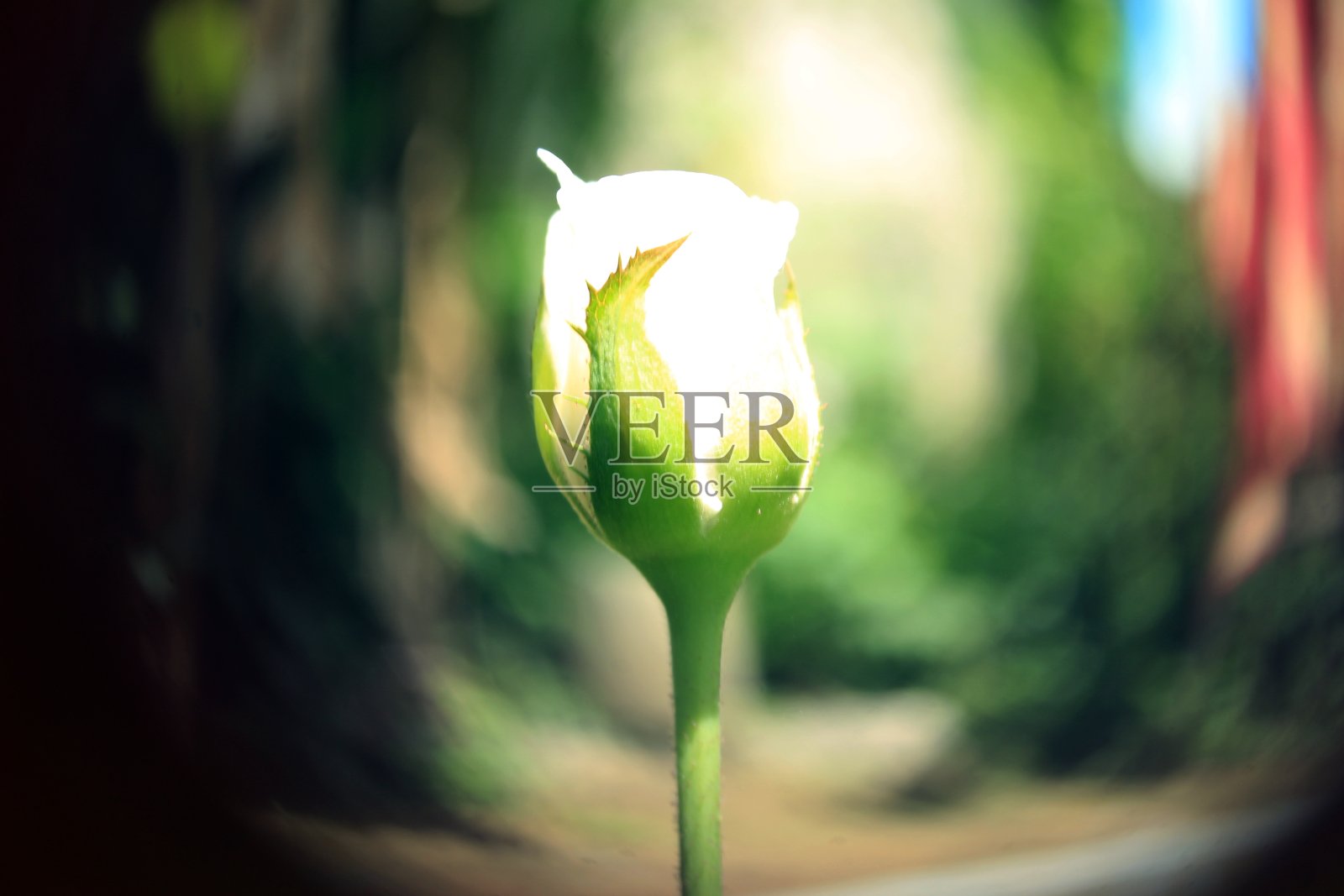 玫瑰花朵。照片摄影图片