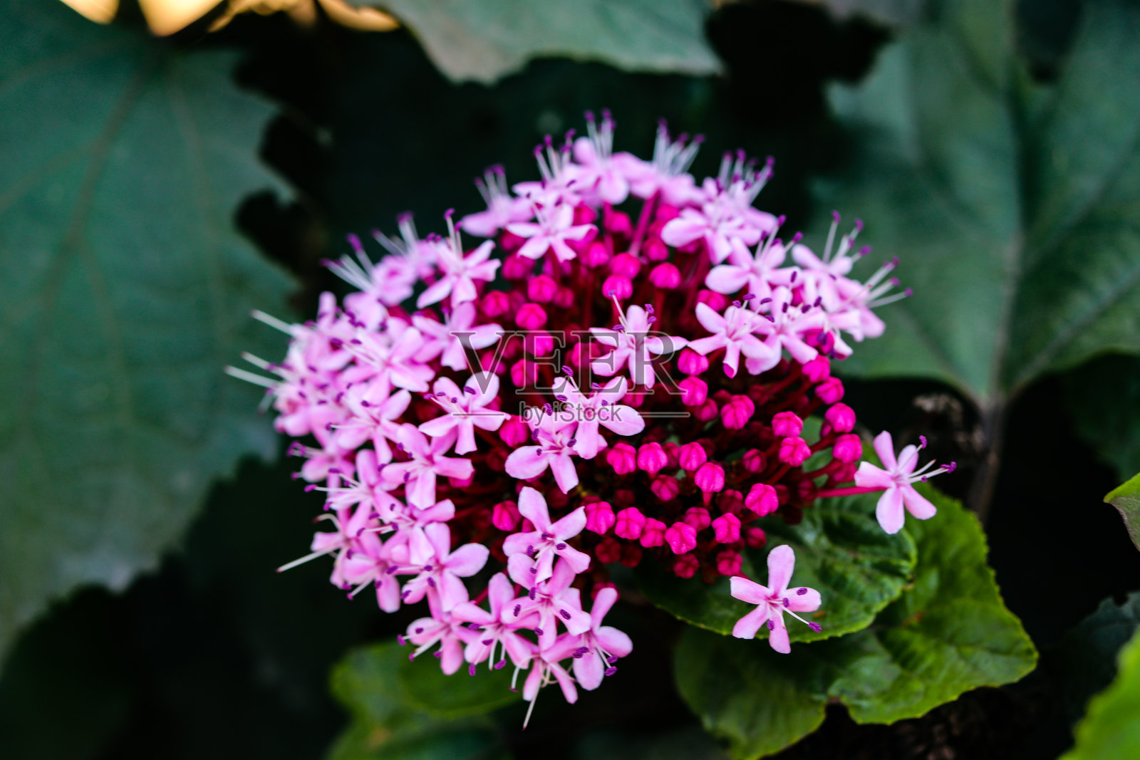 Clerodendrum文艺。小花园街道夏季粉红色花收集在花序与大雄蕊。宏观照片。照片摄影图片