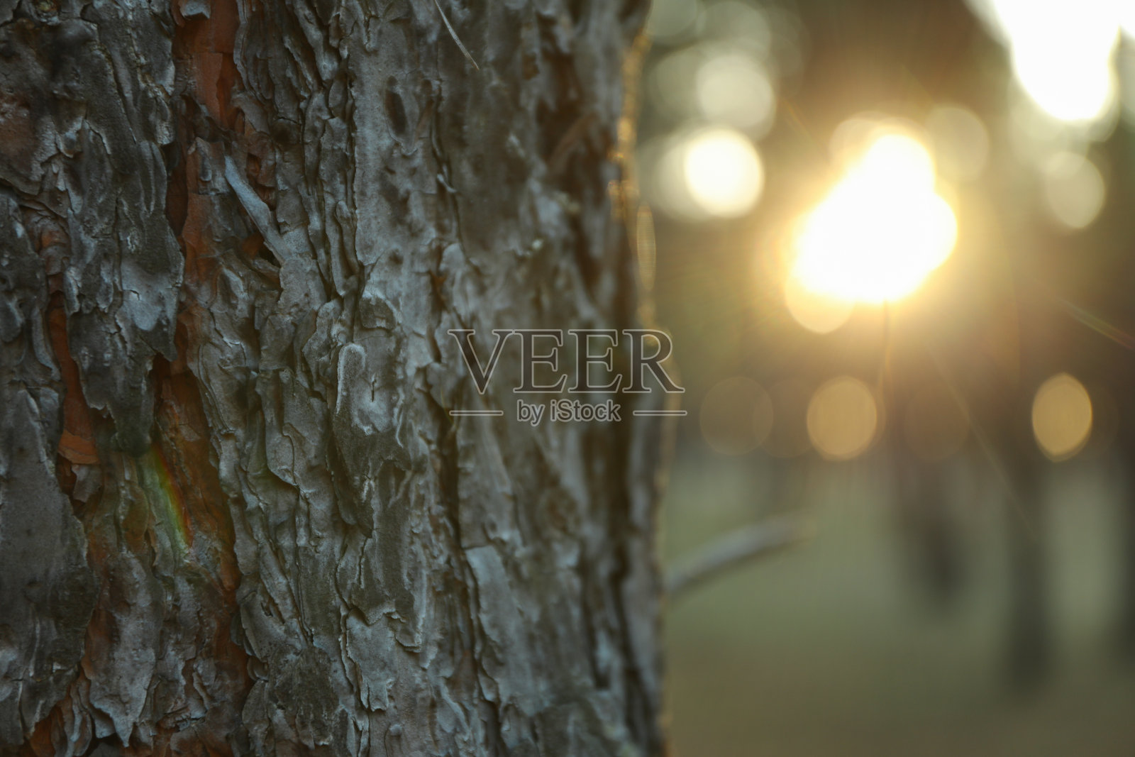 松树树干，靠近。日落在美丽的森林，文字空间照片摄影图片