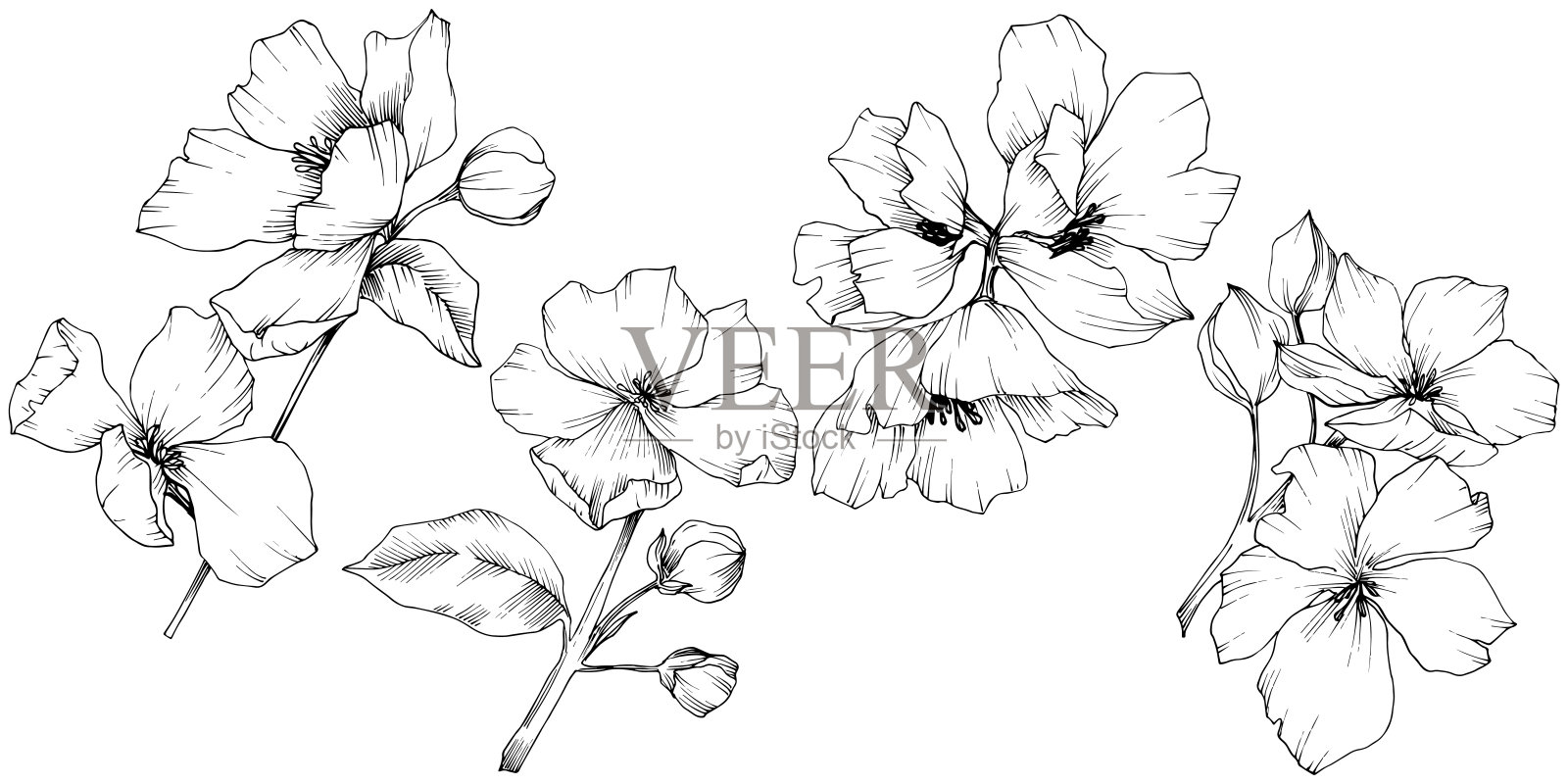 向量苹果开花花花。黑白篆刻水墨艺术。孤立的苹果花花插图元素。插画图片素材