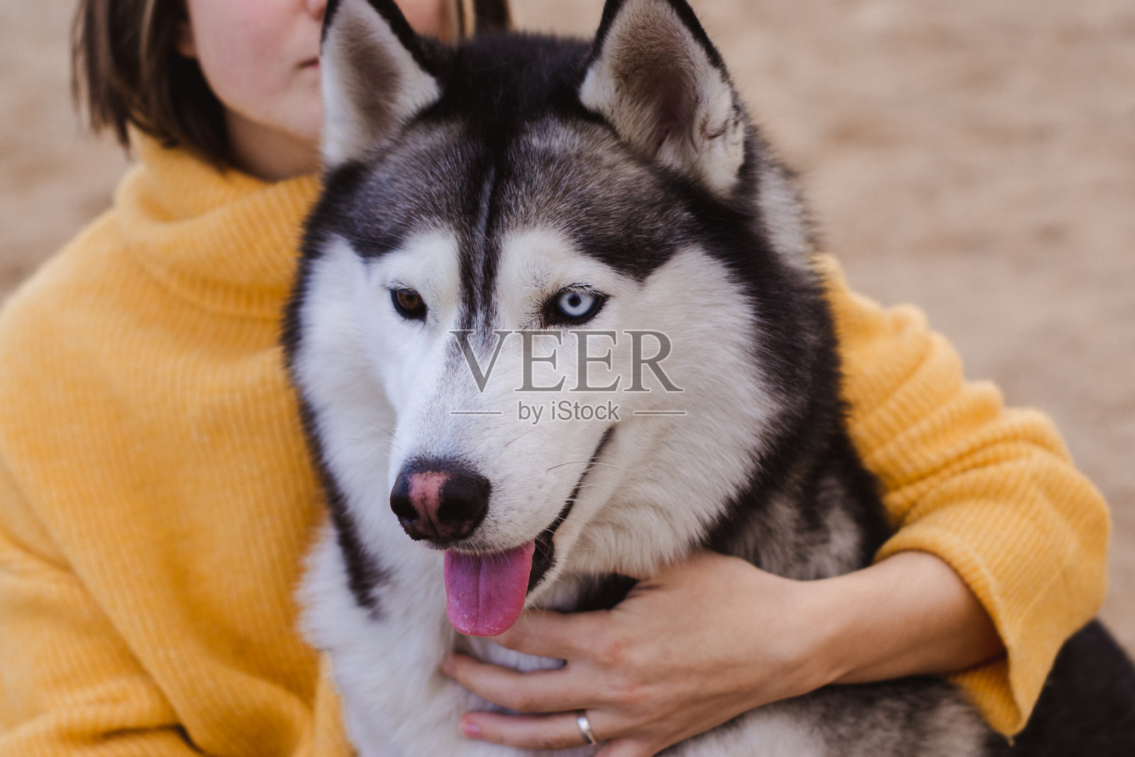 年轻漂亮的女人穿着黄色套衫在沙滩上和一只狗(灰白色的哈士奇)玩耍照片摄影图片