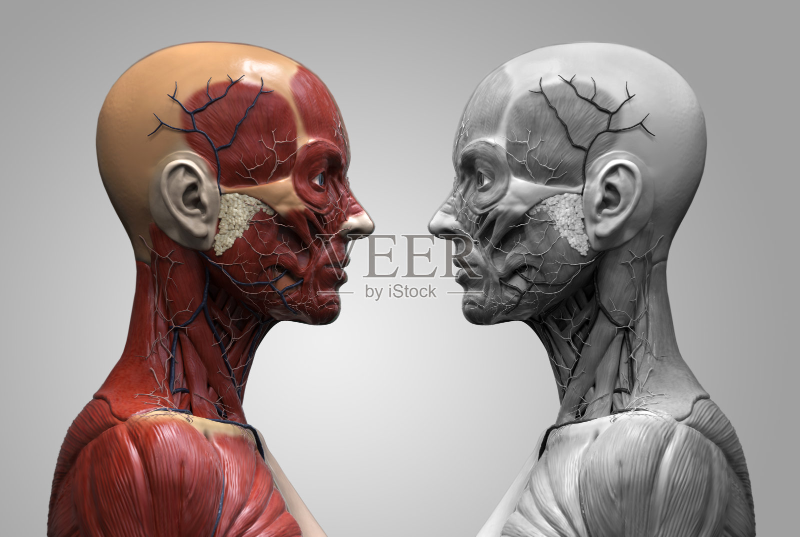 女性人体解剖-女性肌肉结构，正面视图，侧面视图和透视，3d渲染照片摄影图片