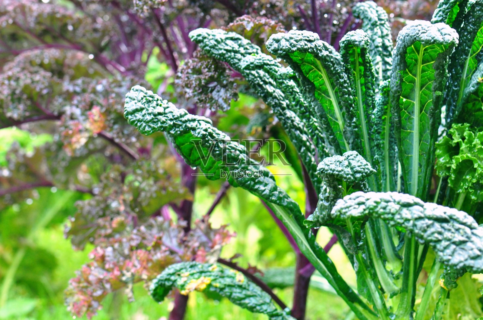 郁郁葱葱的菜园照片摄影图片