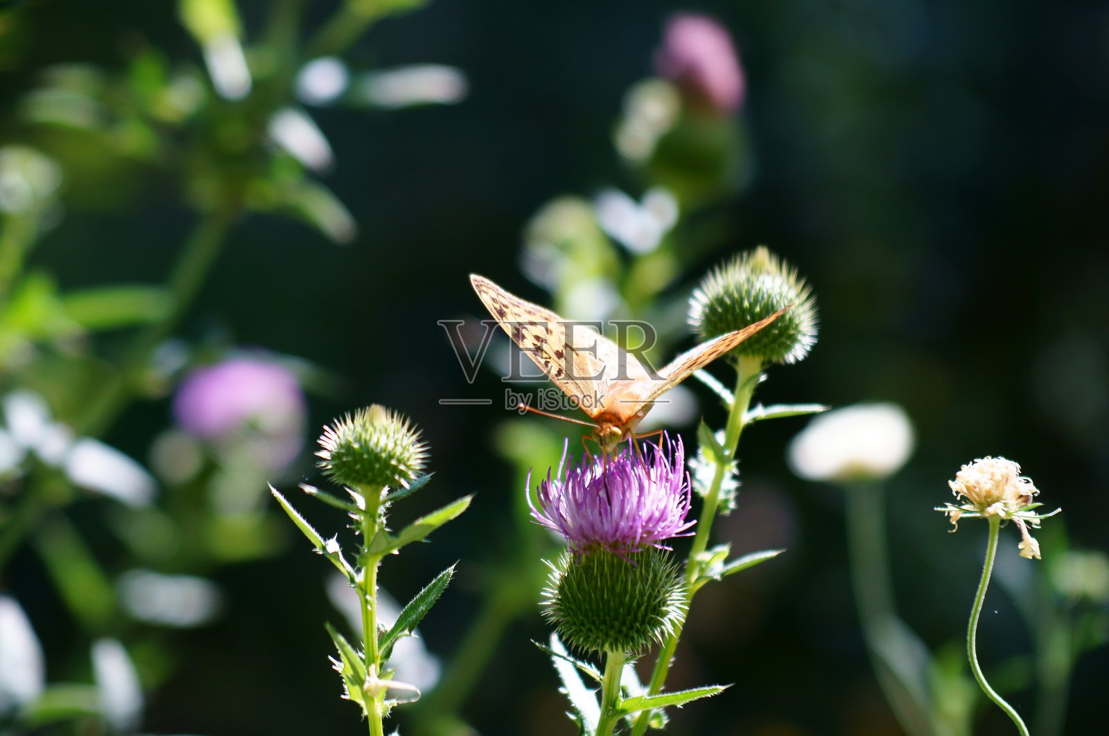 一张美丽的蝴蝶在野花中的照片。照片摄影图片