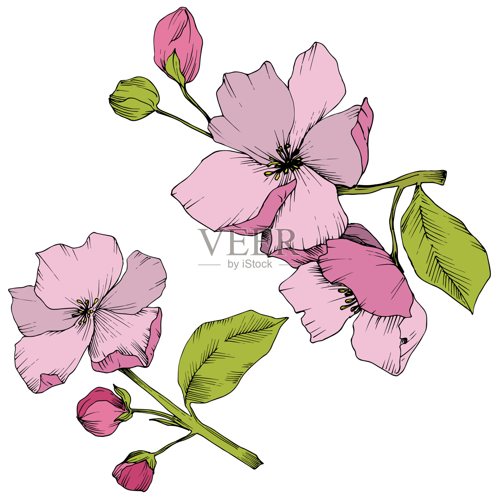 向量苹果开花花花。粉红色和绿色的雕刻水墨艺术。孤立的苹果花花插图元素。插画图片素材