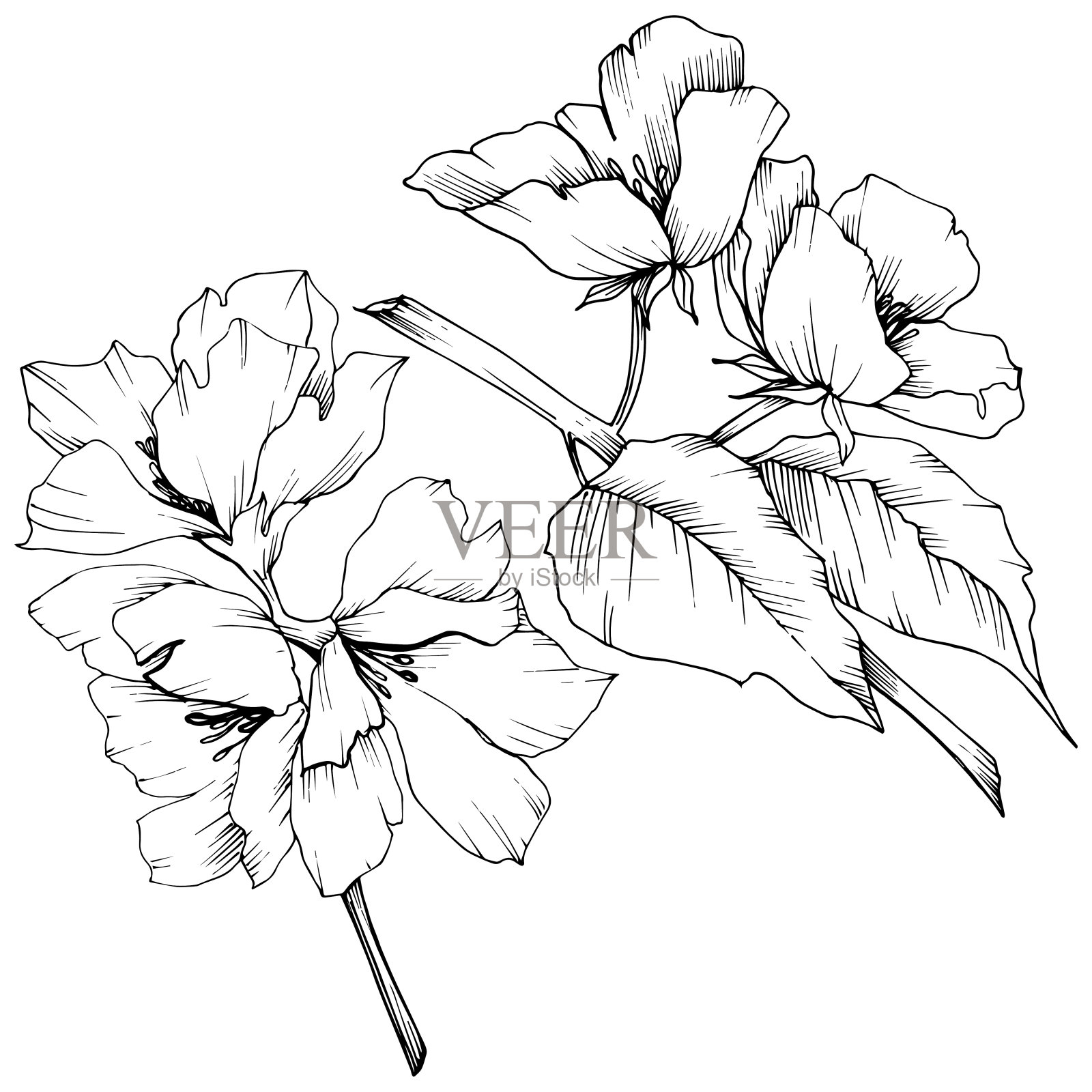 向量苹果开花花花。黑白篆刻水墨艺术。孤立的苹果花花插图元素。插画图片素材