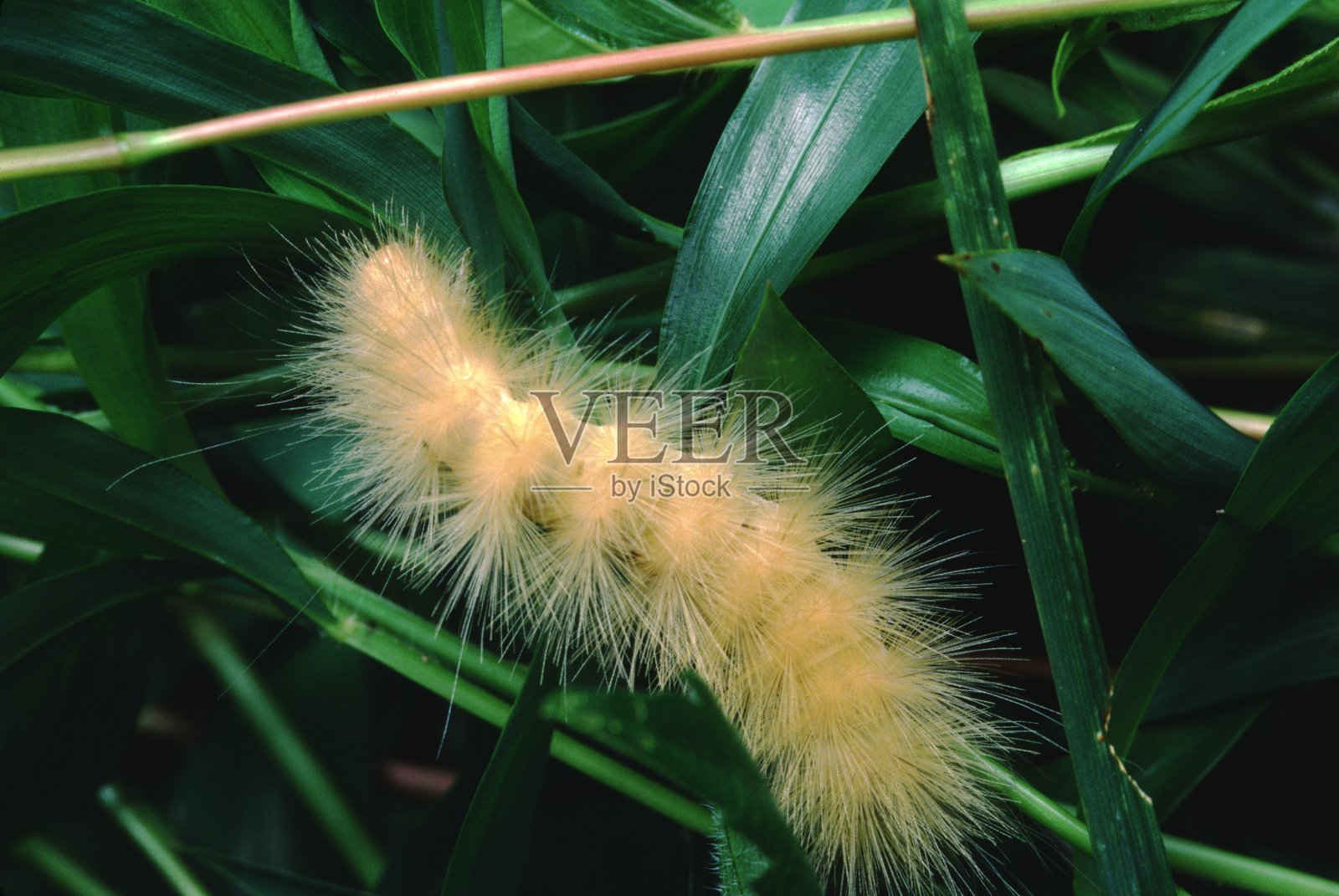 黄毛熊蛾毛虫(Spilosoma Virginica)照片摄影图片