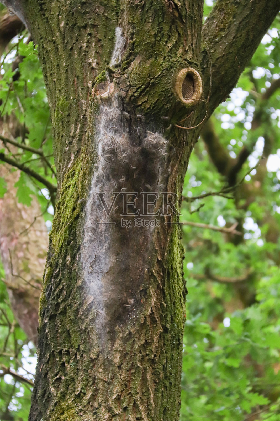 毛虫在欧洲的森林里筑巢，在春夏两季制造害虫照片摄影图片