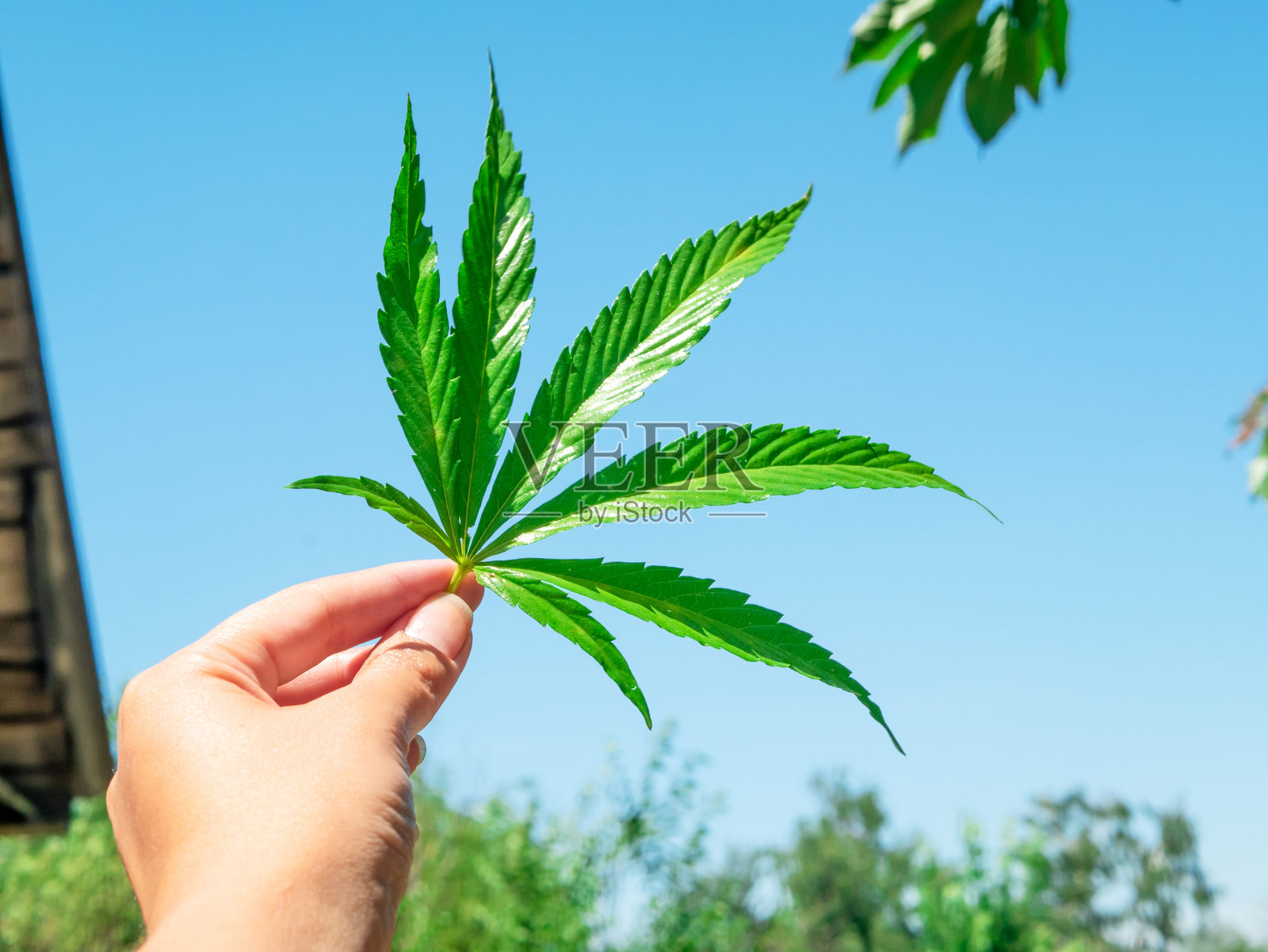 手里拿着绿色的大麻叶子，映衬着蓝色的天空照片摄影图片