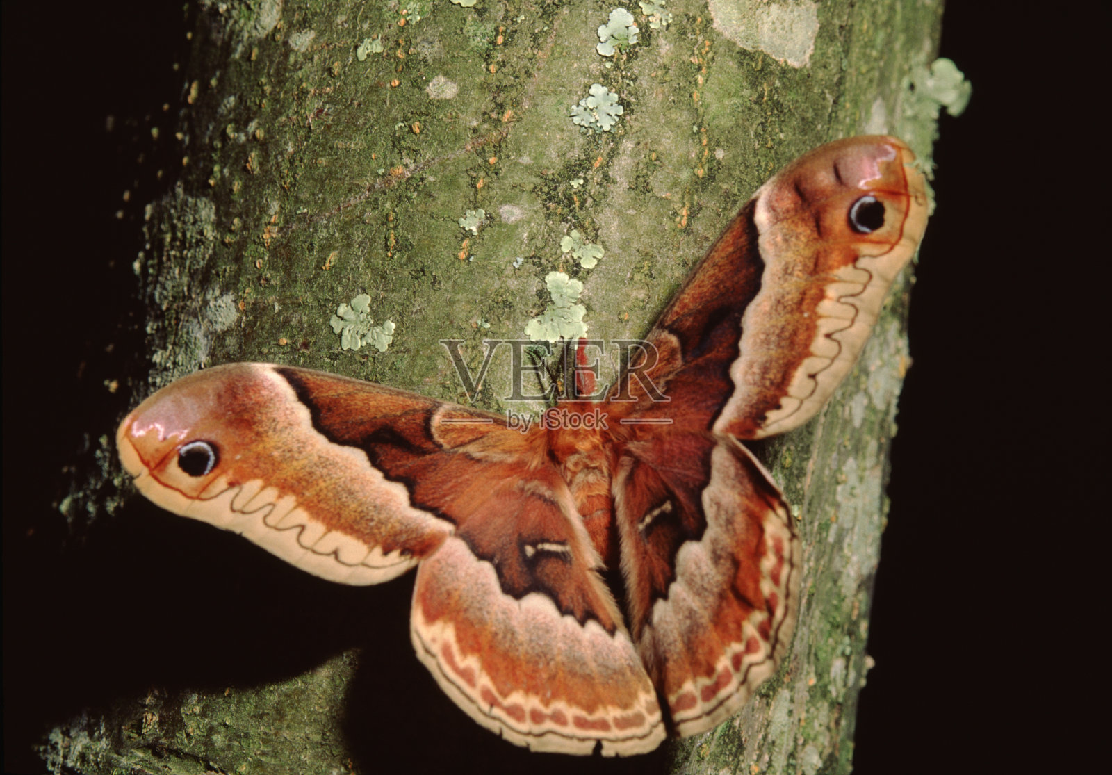 Promethea Silkmoth (callos米亚Promethea)照片摄影图片