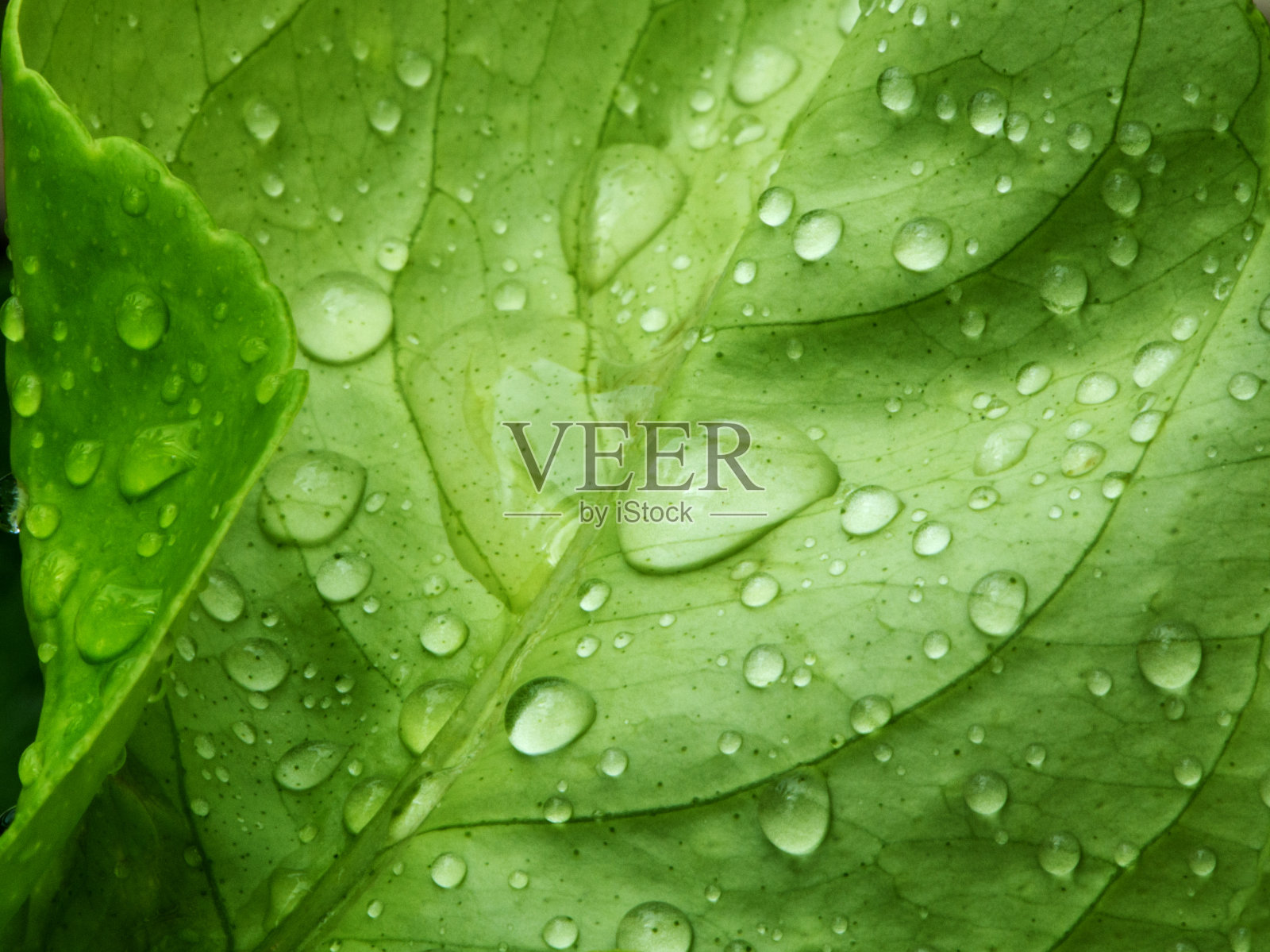 带露水的叶背景照片摄影图片