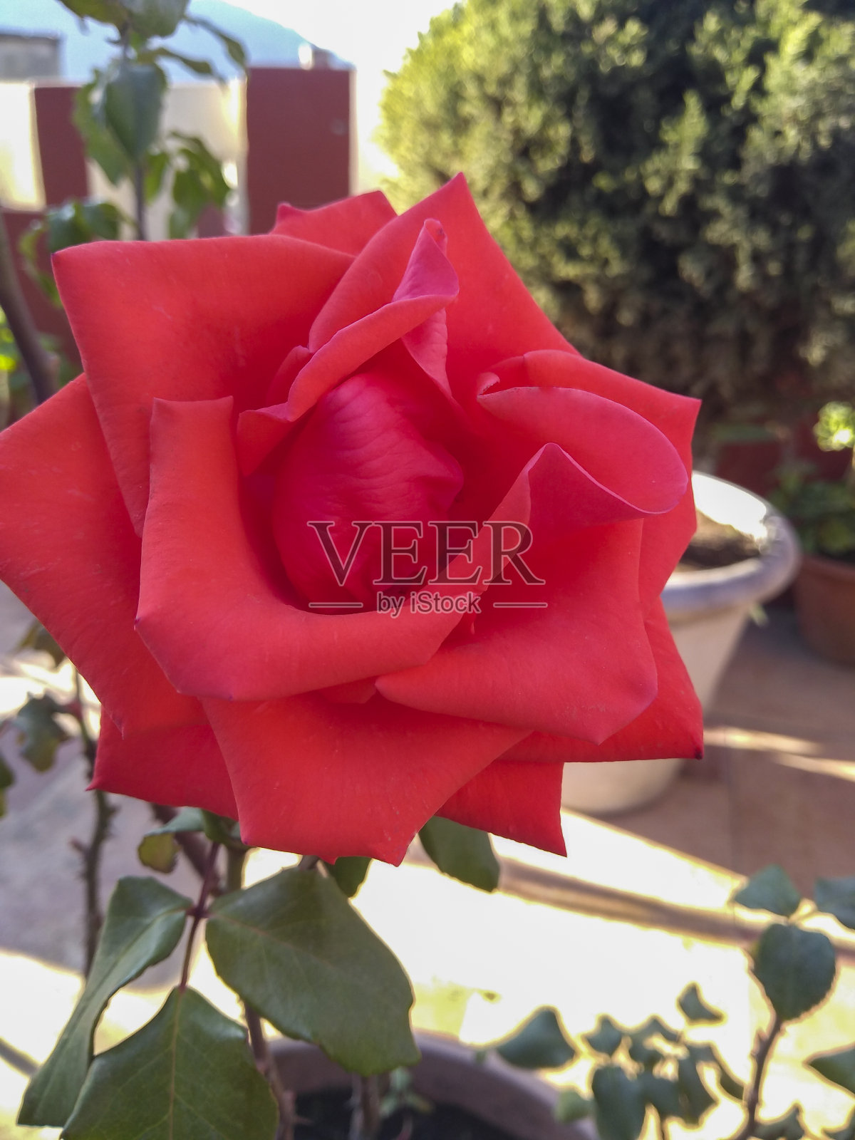 美丽的红玫瑰花。照片摄影图片