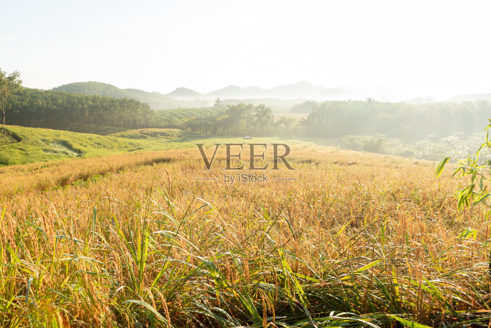 黄田稻户外草甸叶谷粒成熟，绿穗水稻在稻田下模糊的天空。照片摄影图片