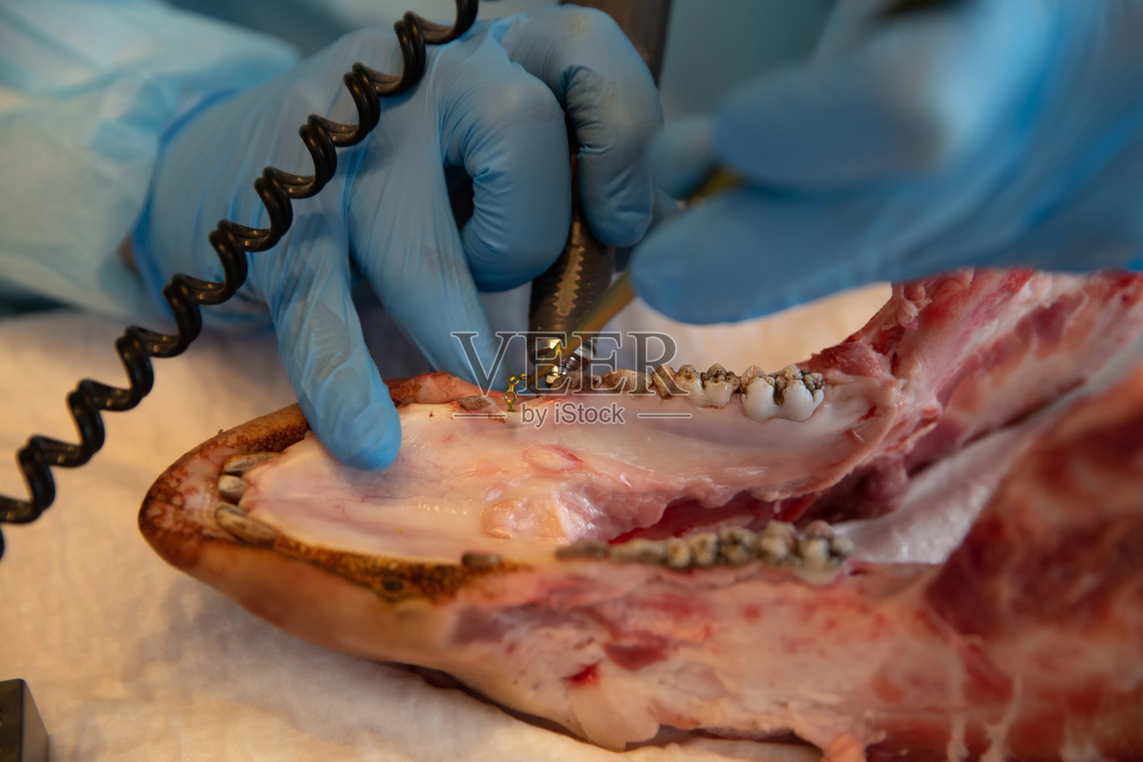 牙科训练牙科训练的过程照片摄影图片