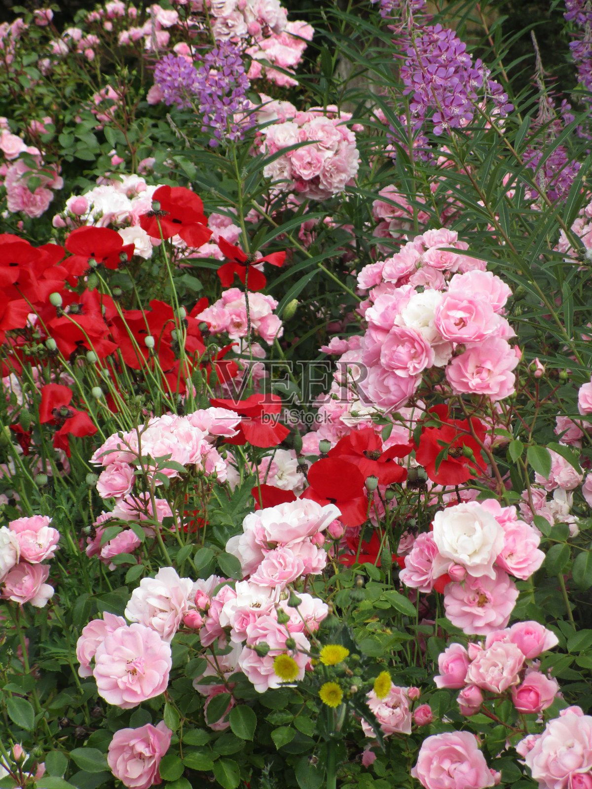 2019年精致的粉色皇家牡丹玫瑰照片摄影图片