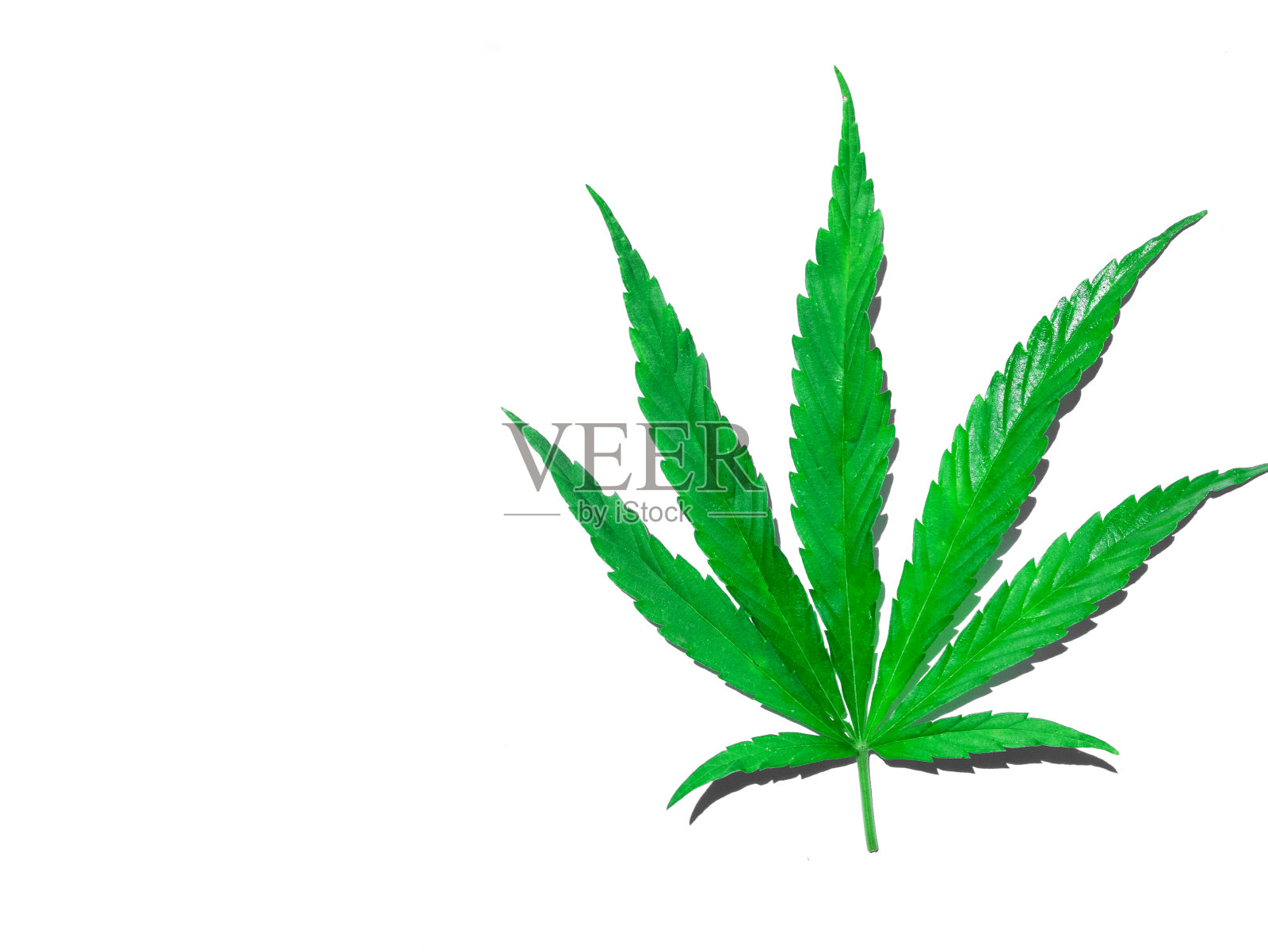 绿色大麻叶子孤立在白色近照片摄影图片