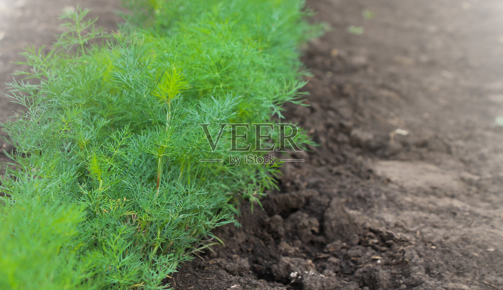 绿色的莳萝植物在蔬菜园里照片摄影图片
