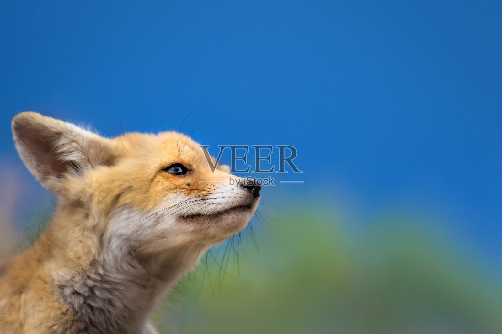 可爱的狐狸和它的巢。色彩斑斓的自然背景。照片摄影图片