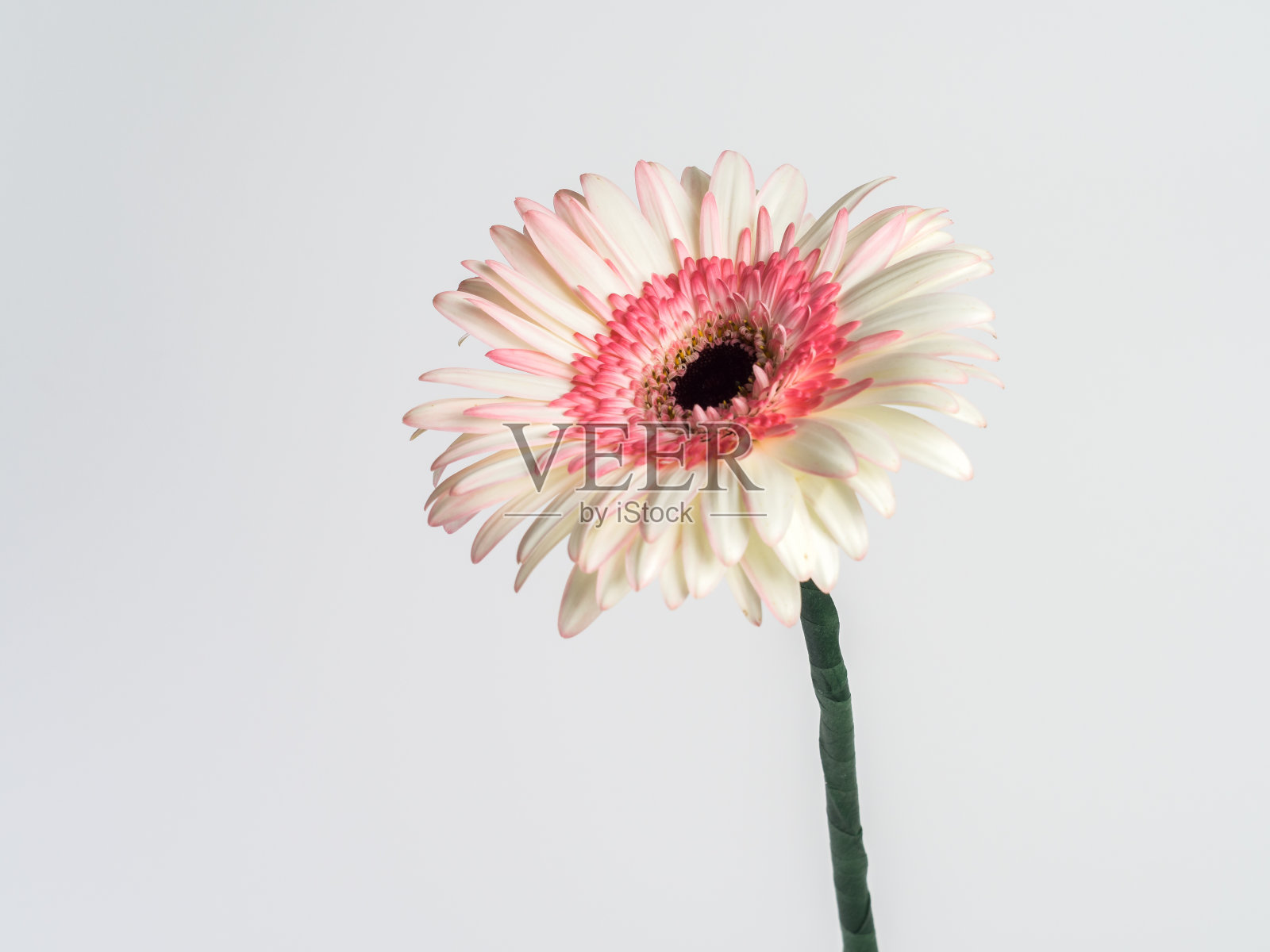 美丽的粉红色和白色非洲菊雏菊花孤立在白色的背景照片摄影图片