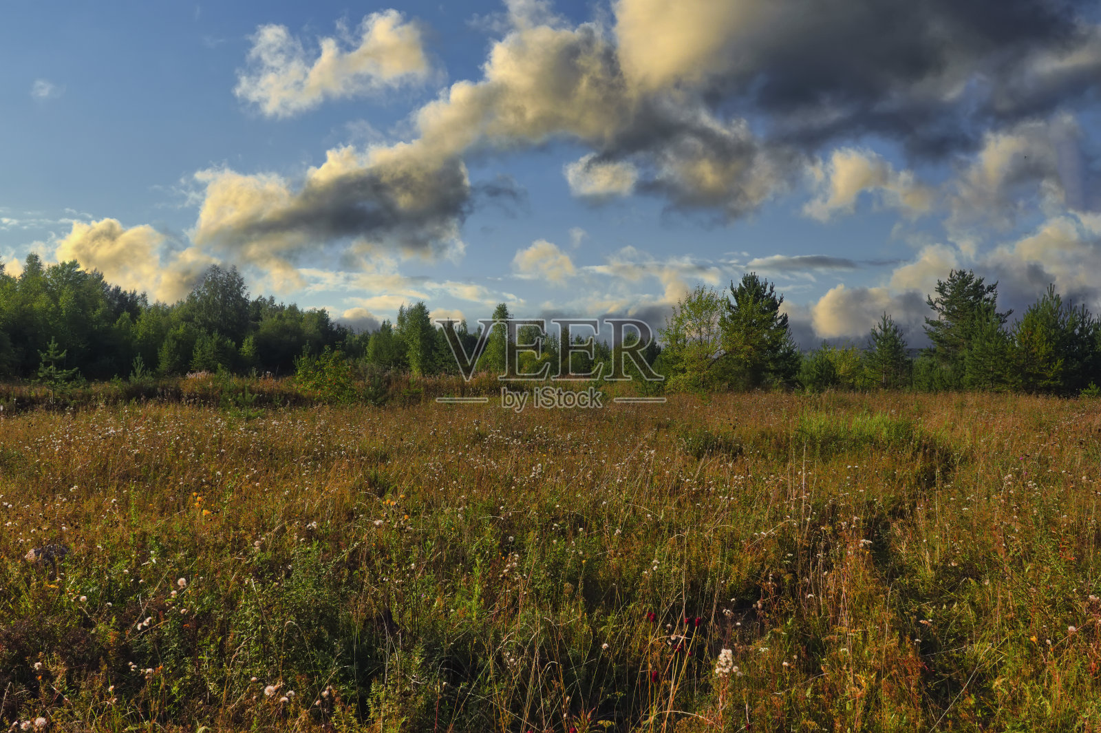 夏日的森林景色映衬着美丽的日落。照片摄影图片