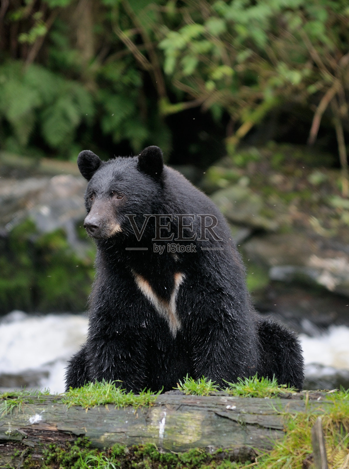 黑熊照片摄影图片