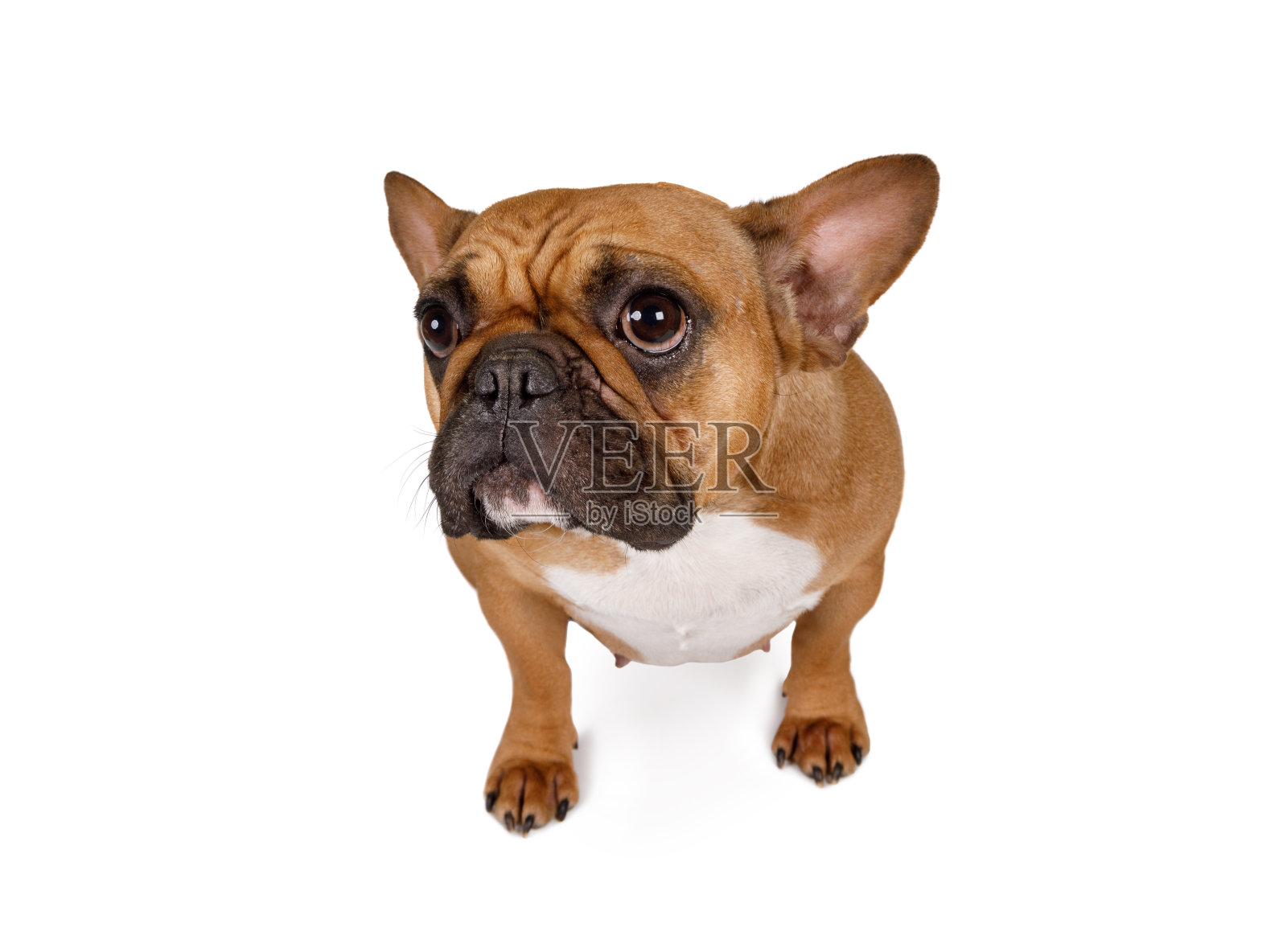 法国斗牛犬的肖像照片摄影图片