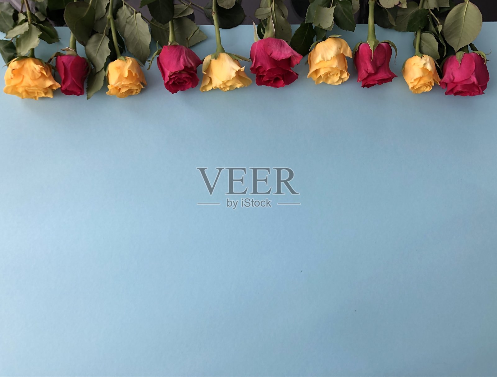 情人节贺卡模板上的蓝色背景照片摄影图片