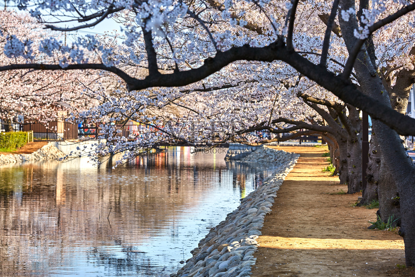 樱花和樱花树在河边，东京，日本照片摄影图片