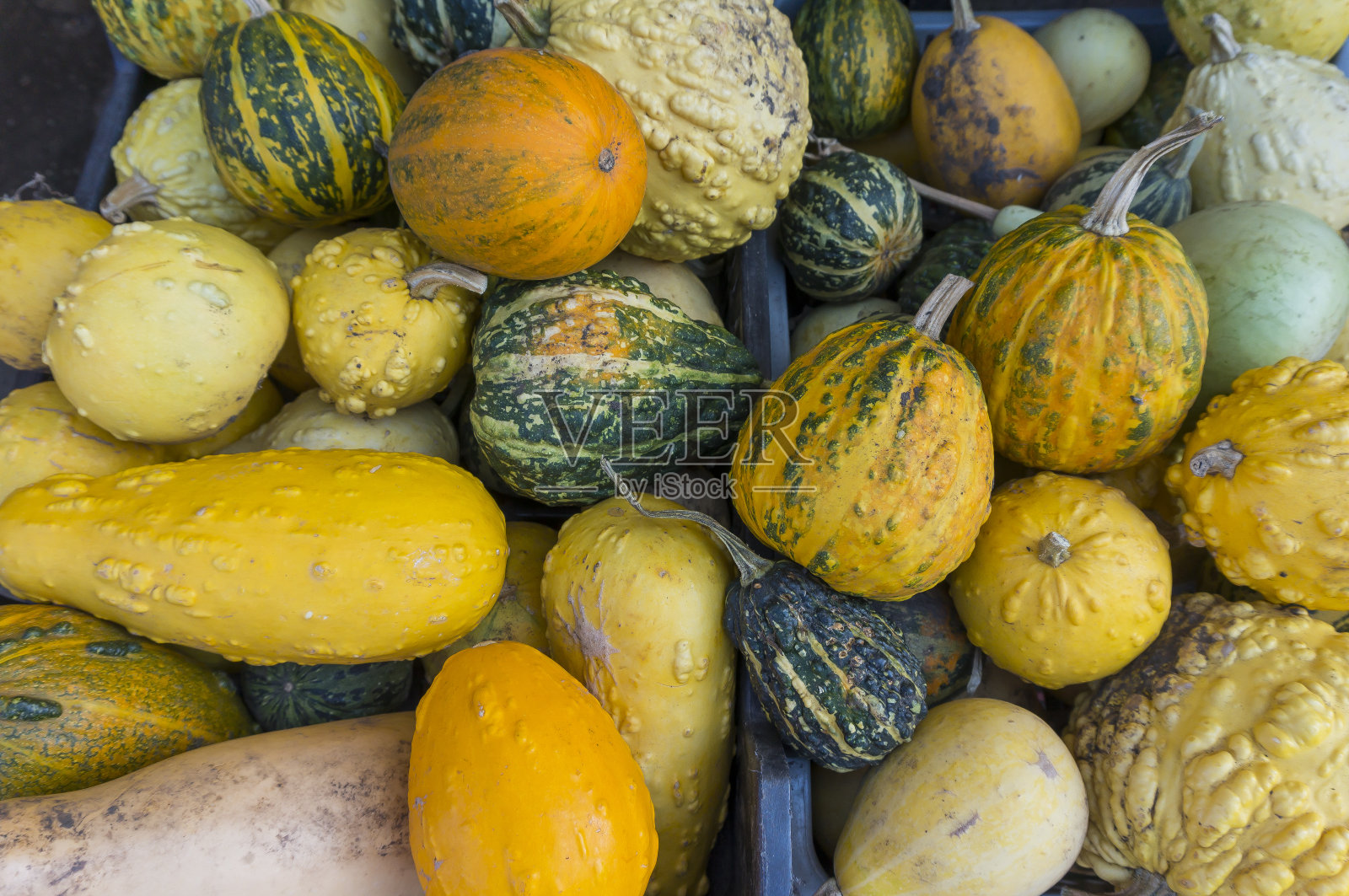 全食市场的秋色南瓜。秋季灵感调色板。秋季蔬菜市场:各种南瓜和南瓜照片摄影图片
