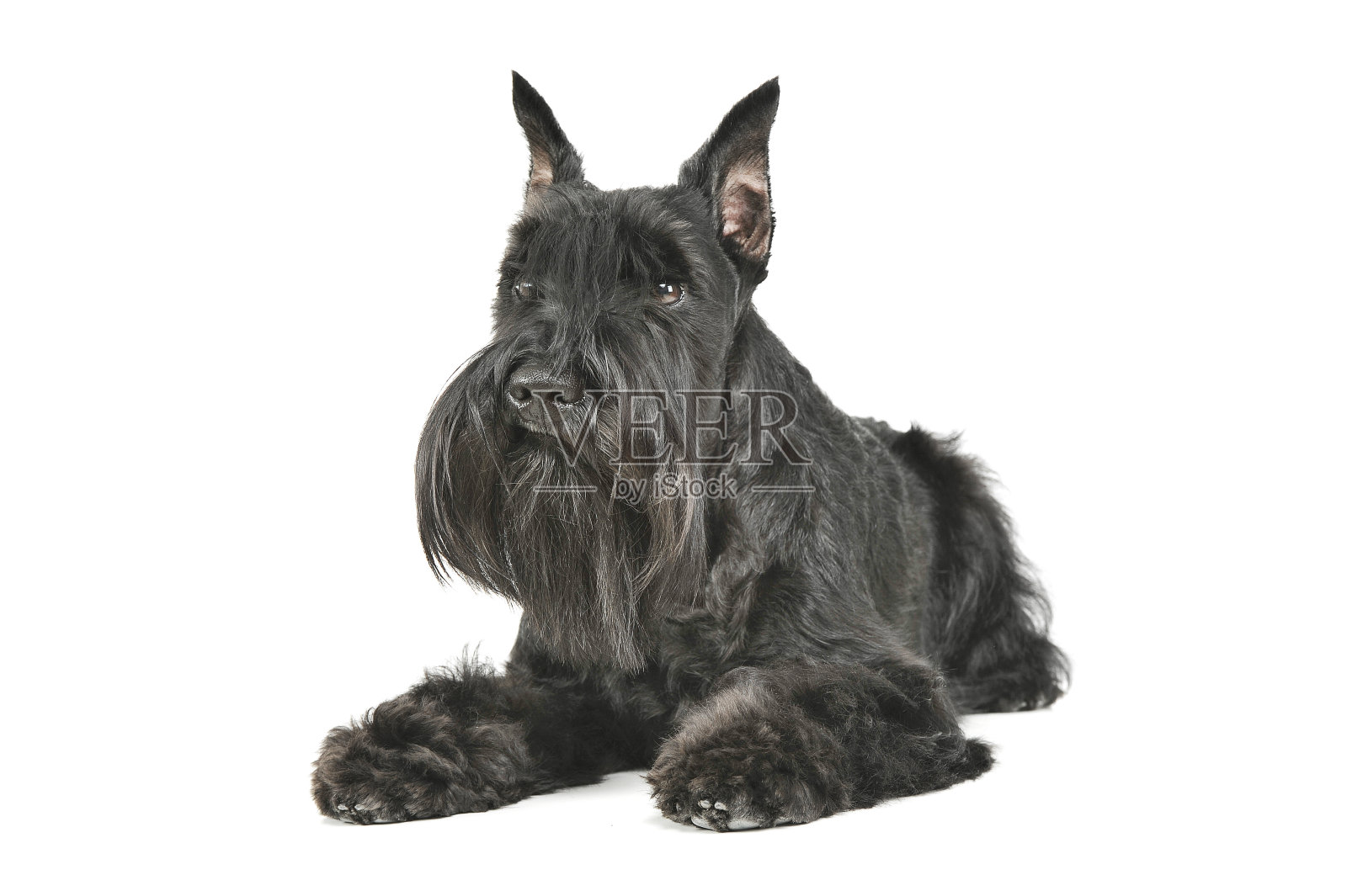 这是一只可爱的雪纳瑞躺着，好奇地看着照片摄影图片