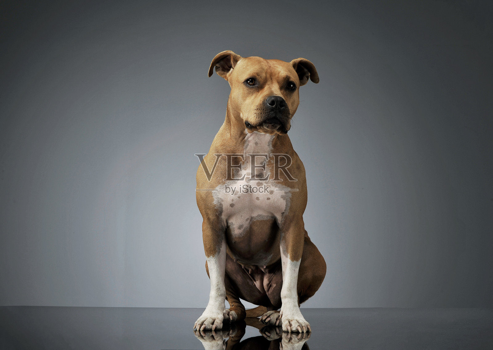 这是一只可爱的美国斯塔福德郡梗坐在那里好奇地看着照片摄影图片