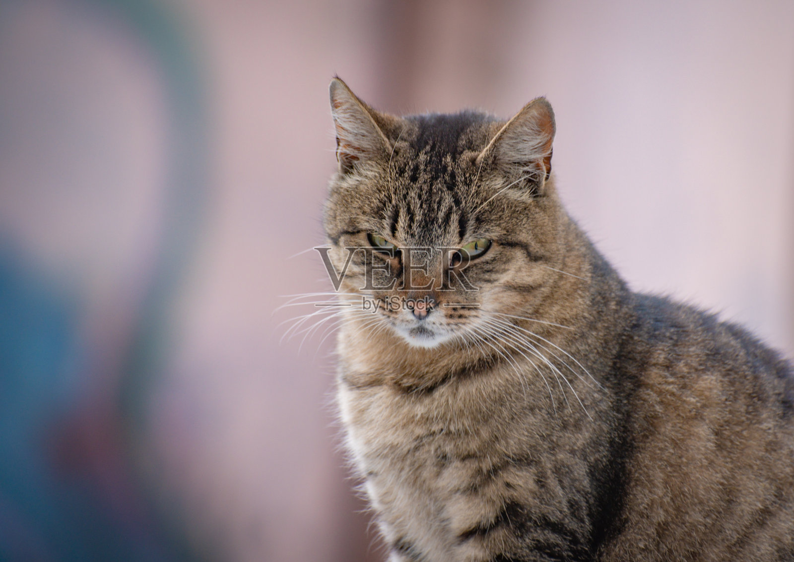 一只看着的猫的肖像照片摄影图片