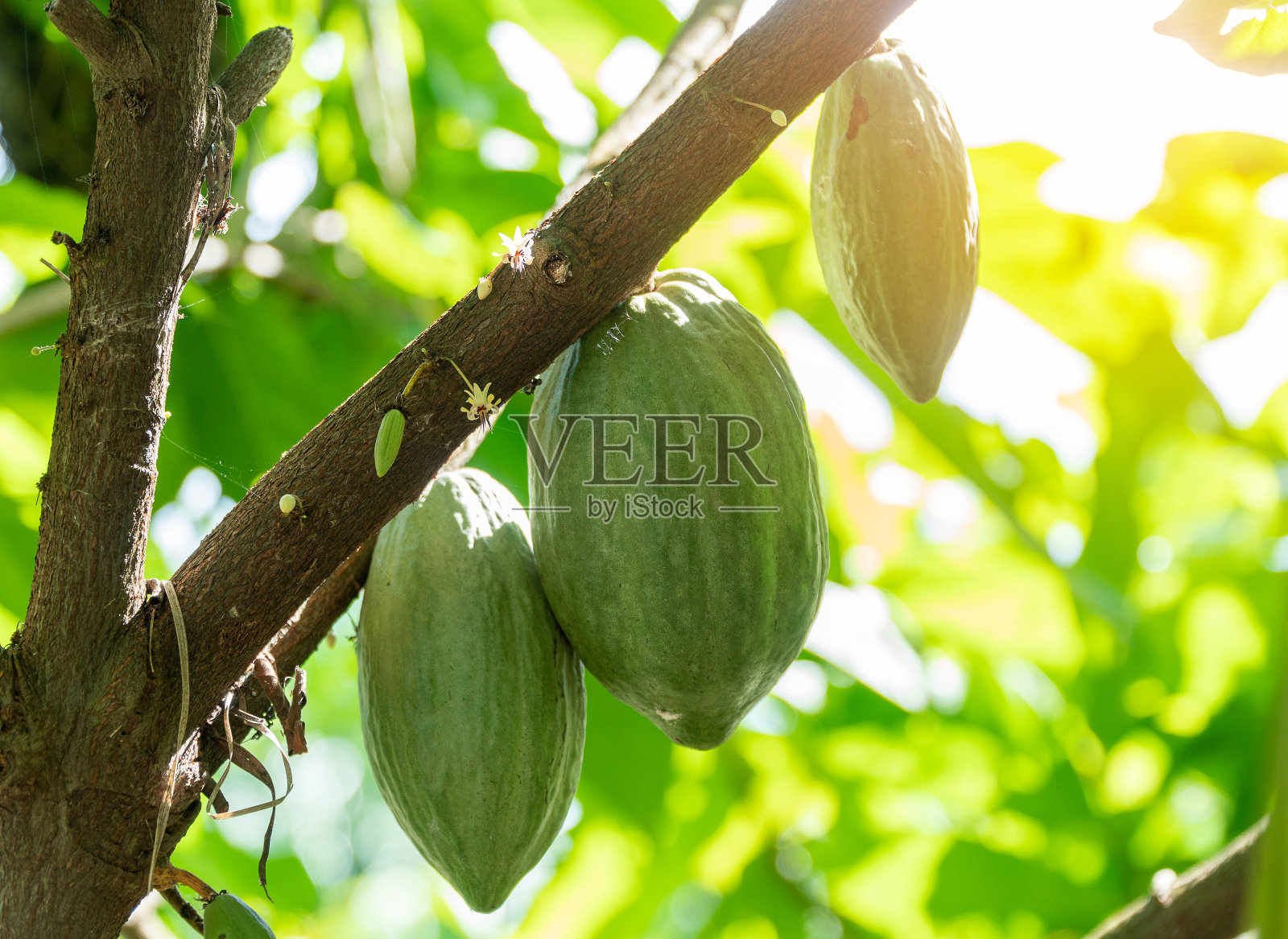 可可树(可可树)。天然的有机可可果荚。照片摄影图片