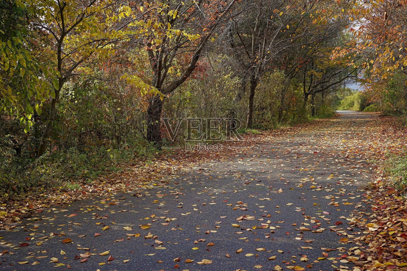 秋天和道路照片摄影图片