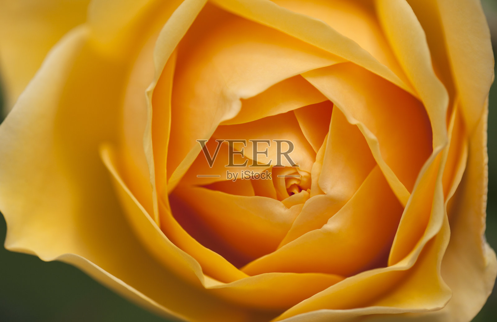 美丽的特写，盛开和花瓣的黄色玫瑰照片摄影图片