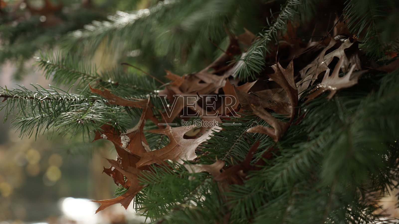 叶自然秋天秋天照片摄影图片
