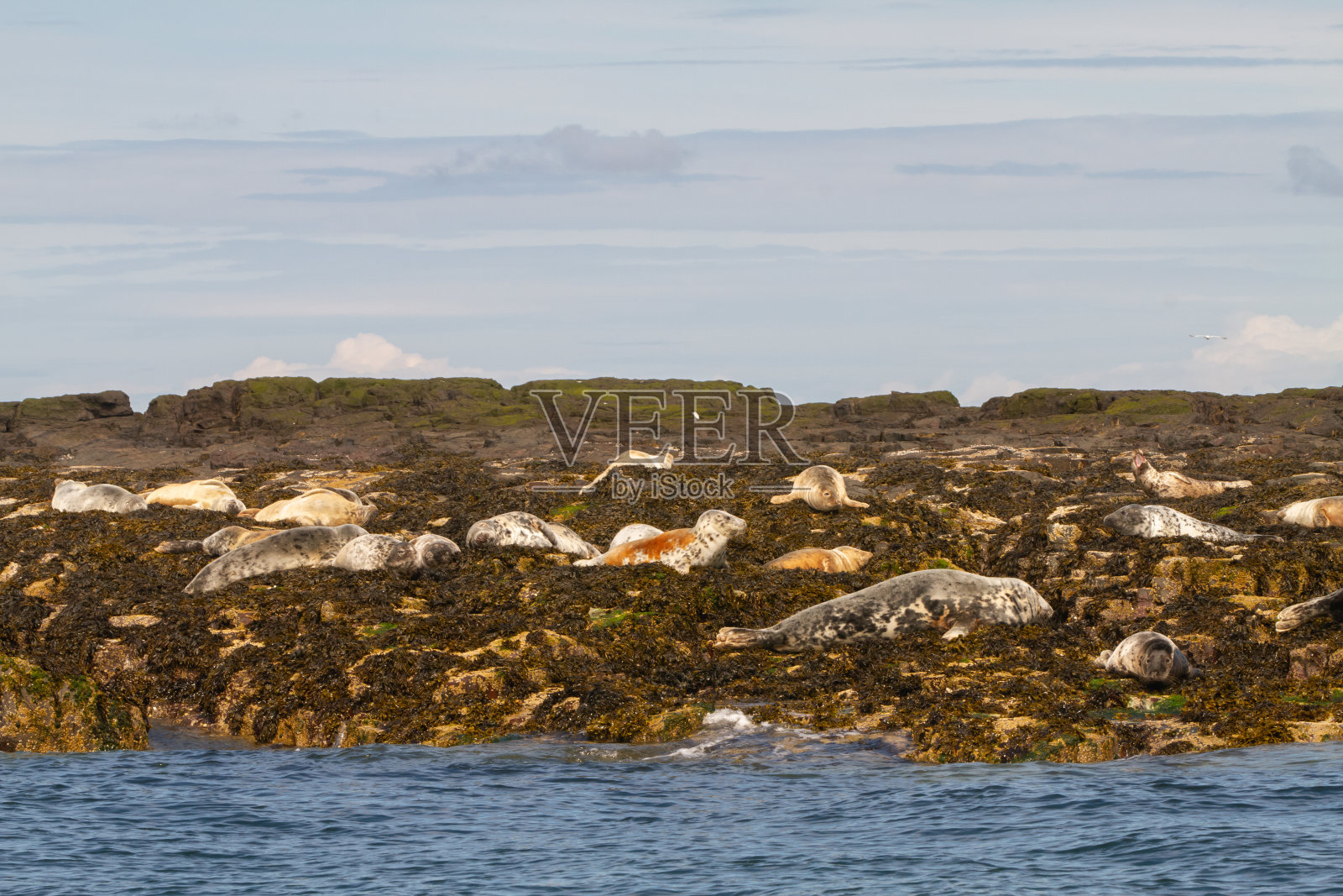 法恩群岛海岸上的海豹照片摄影图片