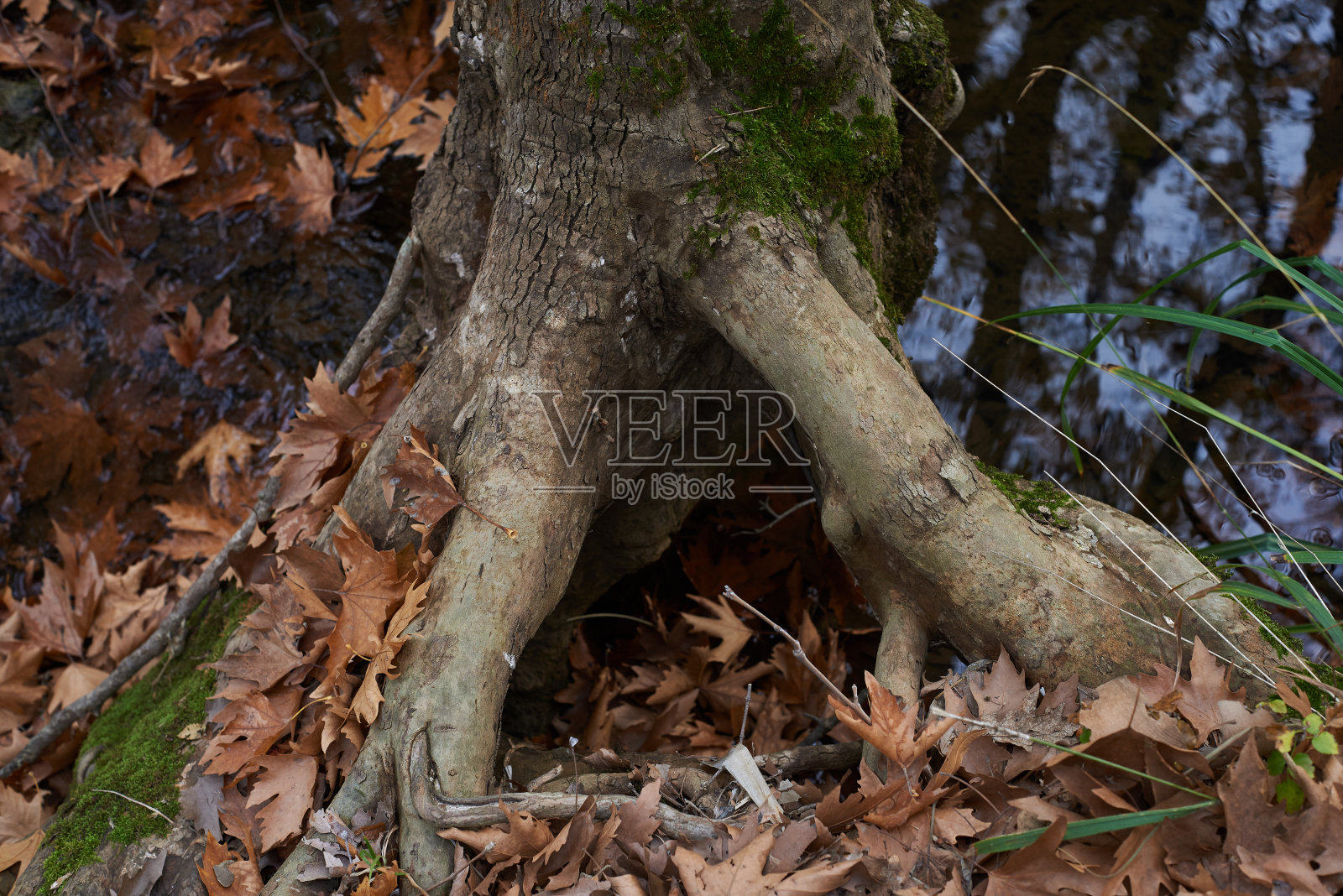 梧桐树的根。照片摄影图片