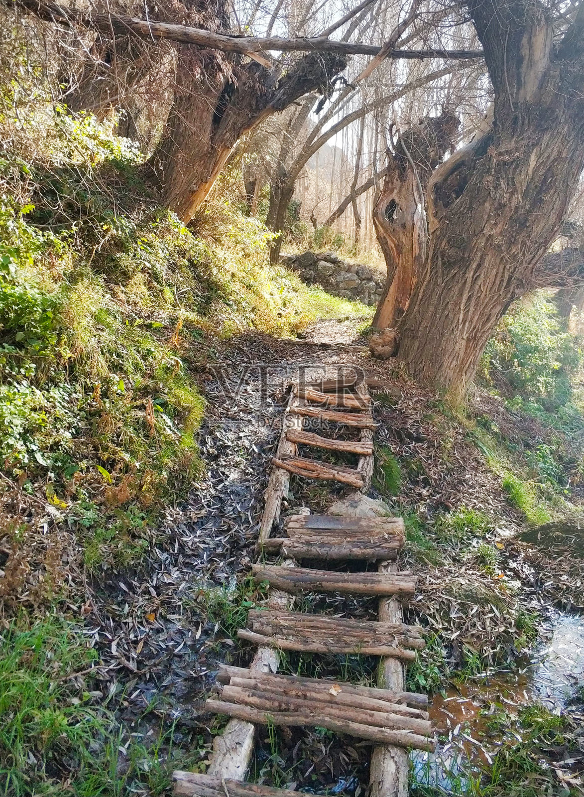 大自然中的木栈道照片摄影图片