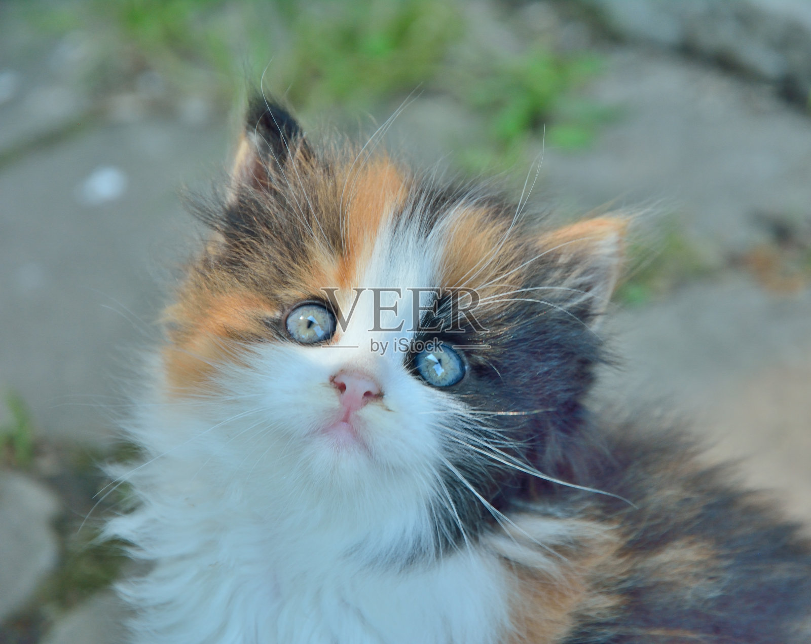 小小猫2照片摄影图片