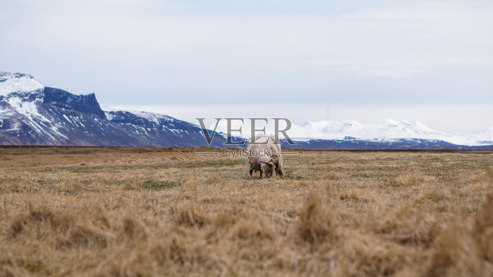 绵羊被剃毛在冰岛的农场家畜景观照片摄影图片