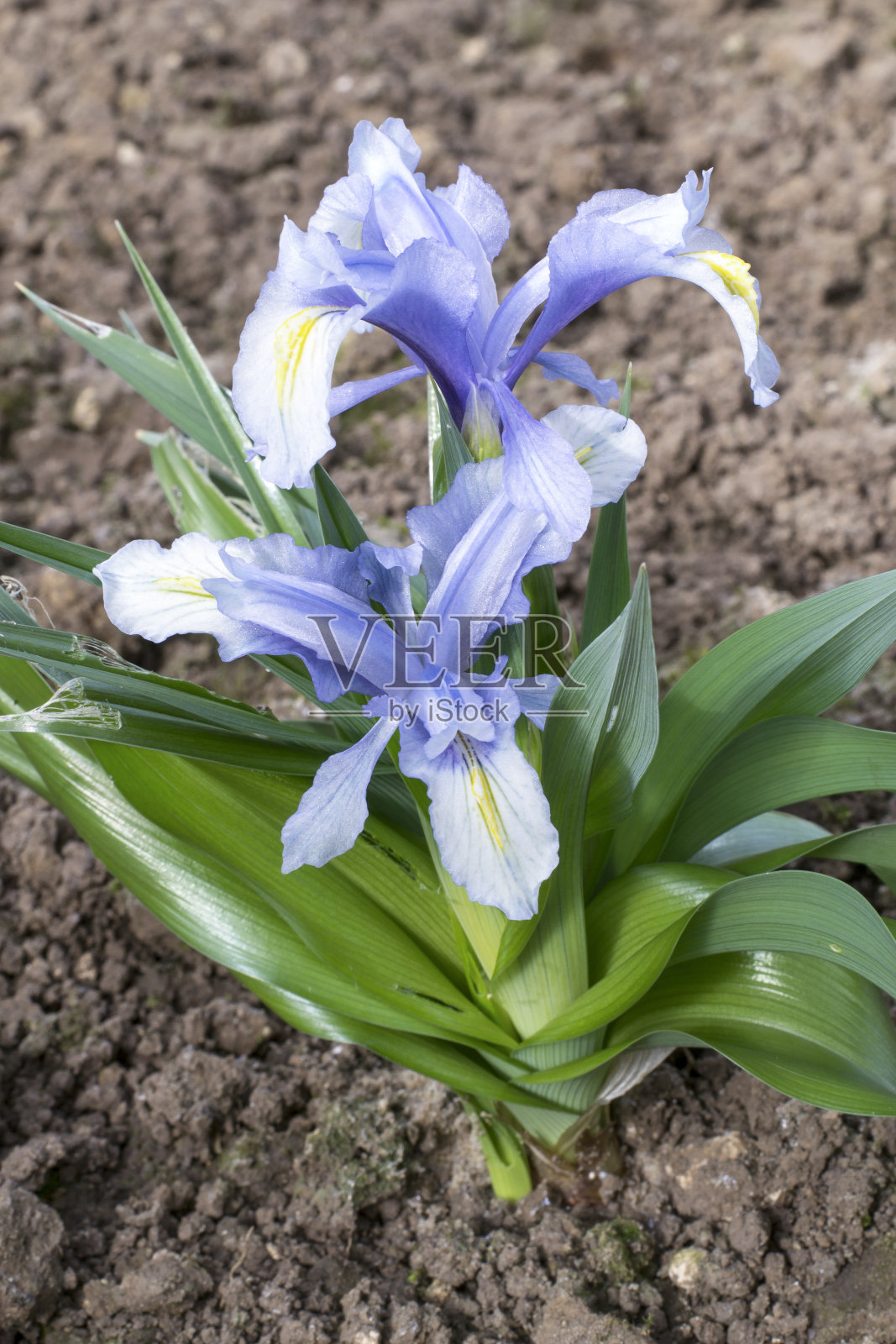 虹膜照片摄影图片