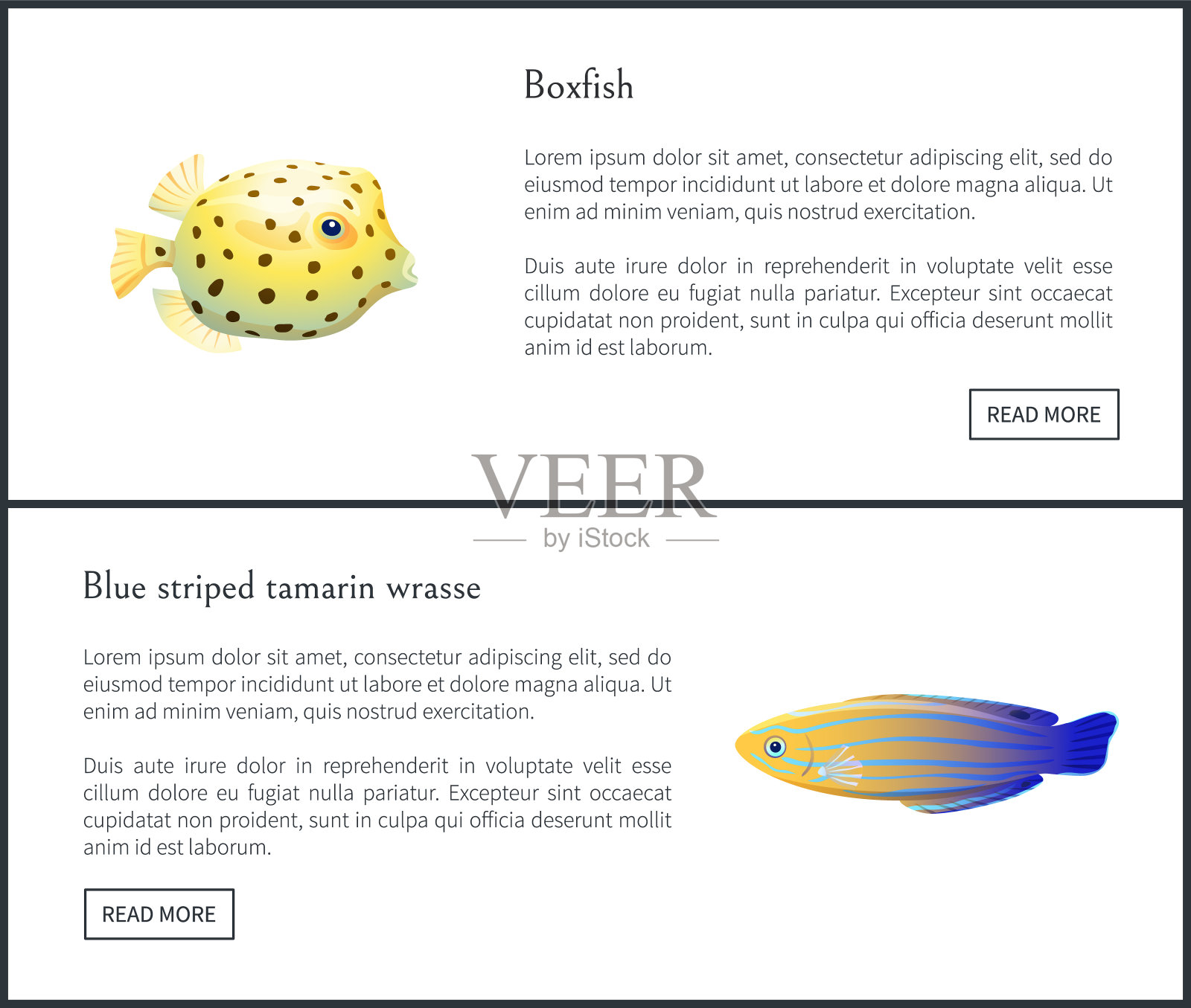蓝条纹绢毛猴和箱鲀水生生物插画图片素材