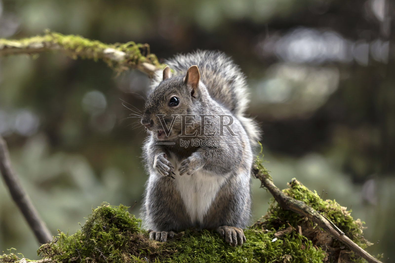 东部灰松鼠，又称灰松鼠照片摄影图片